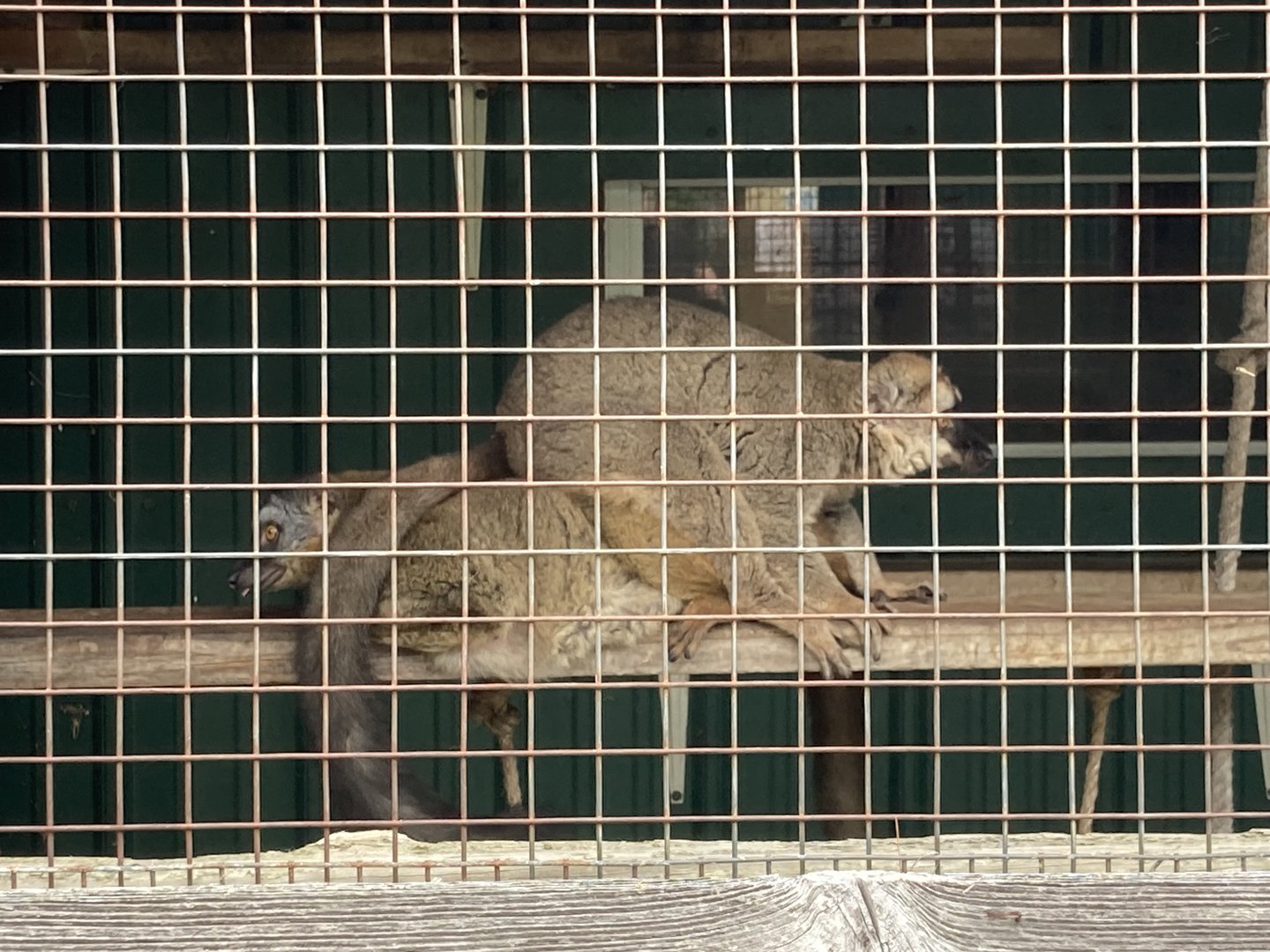 Common Brown Lemur with Collared Brown Lemur