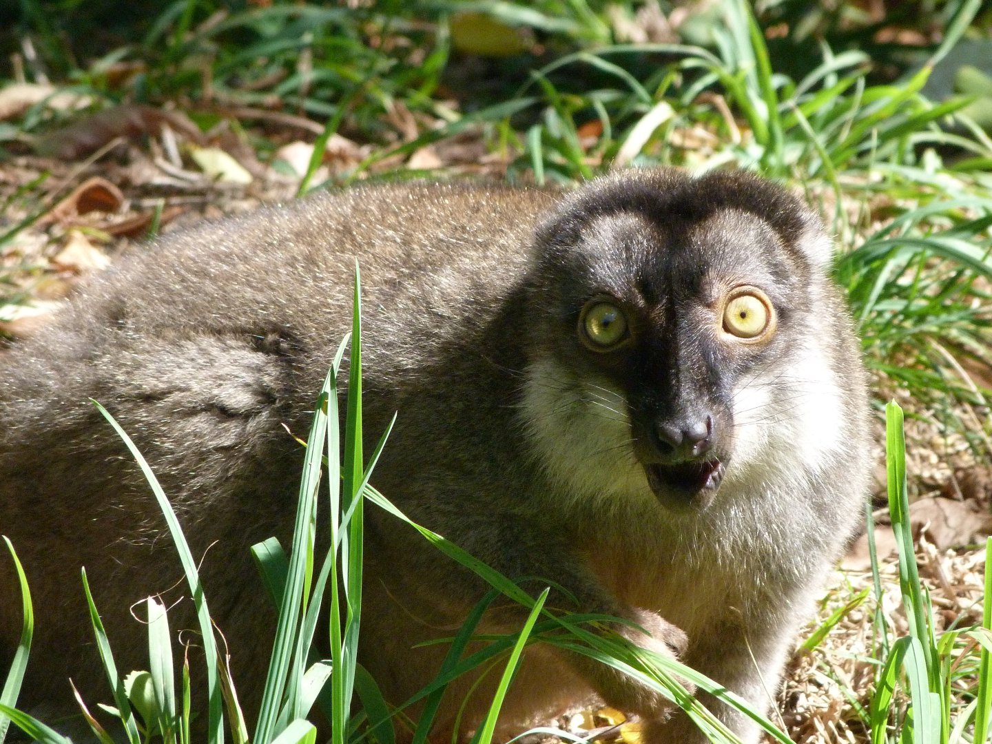 Common brown lemur -Zoo Plzeň (2025)