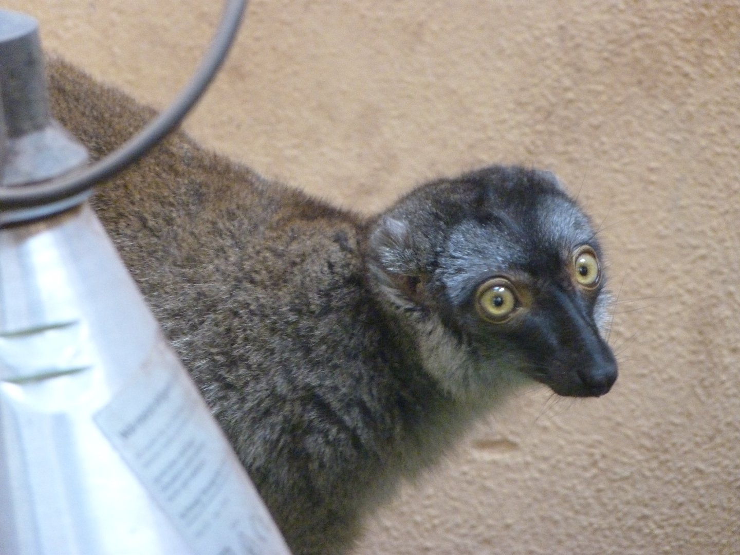 Common brown lemur -Zoo Plzeň (2025)