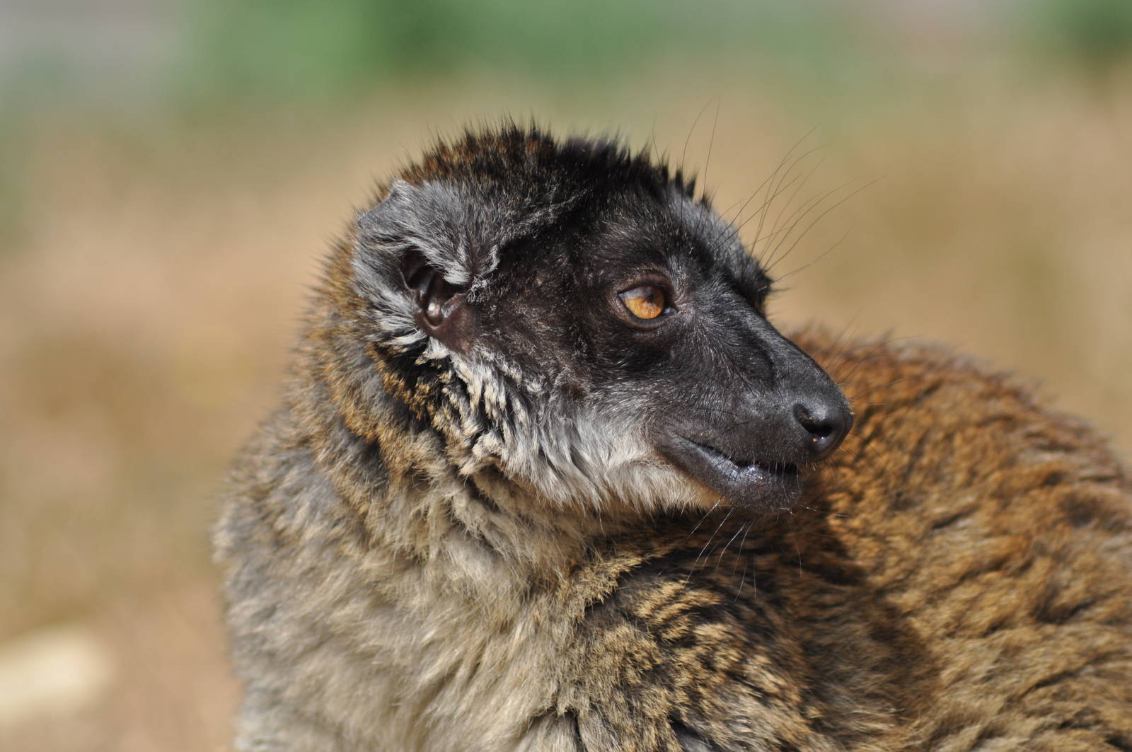 Common Brown Lemur