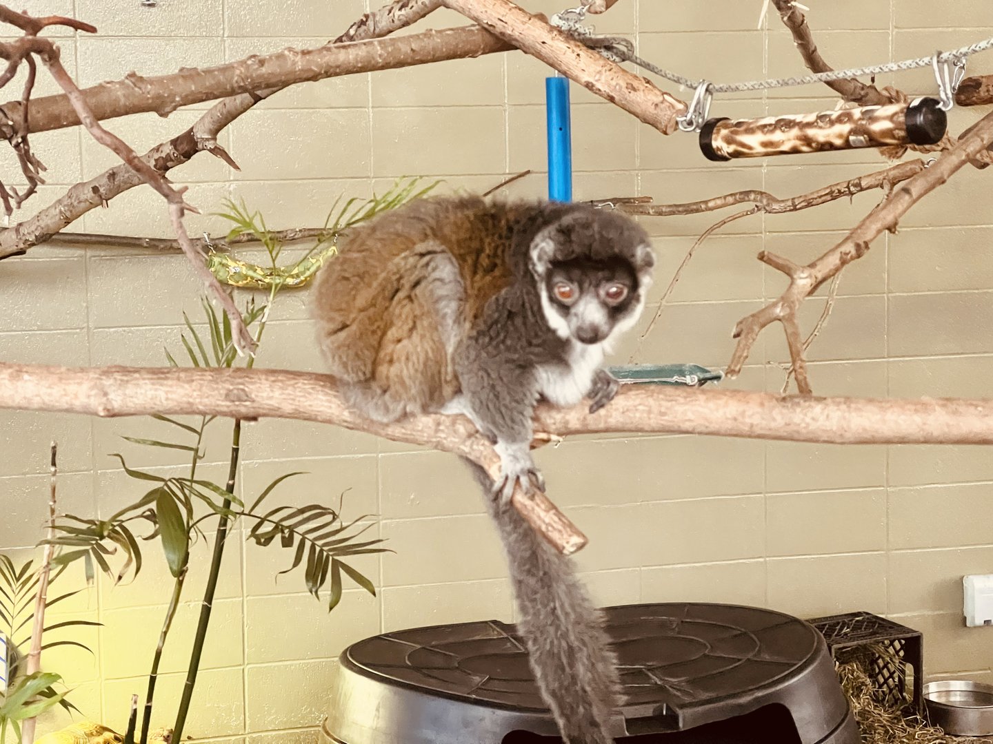 Common Brown Lemur (?).