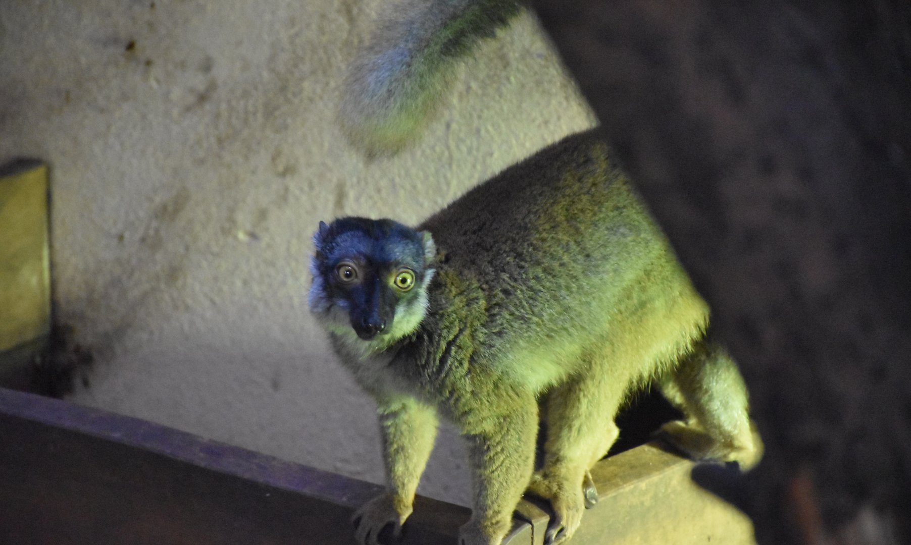 Common brown lemur