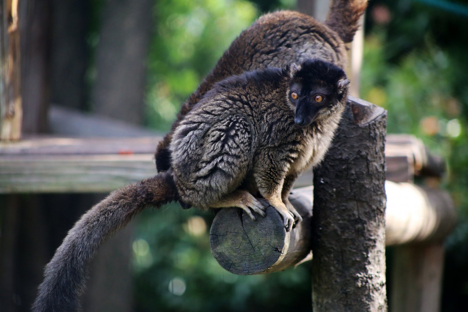 Common Brown Lemur