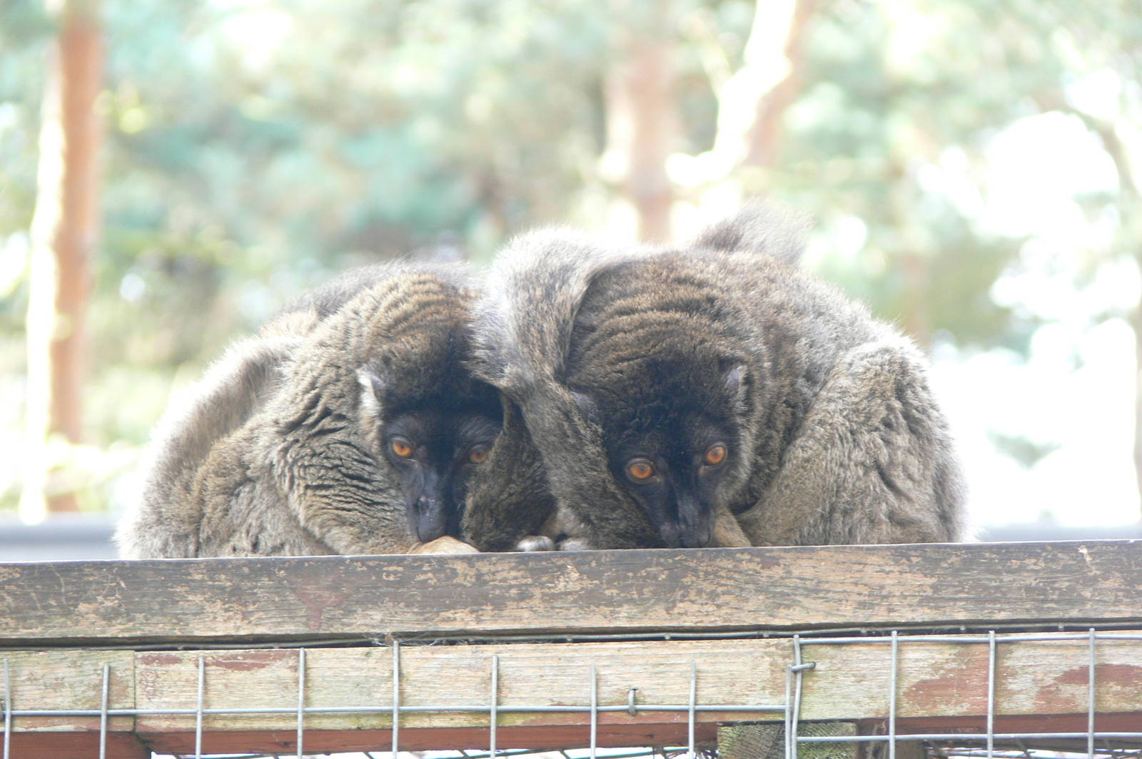 Common Brown Lemurs at Yorkshire WP, 28/10/14