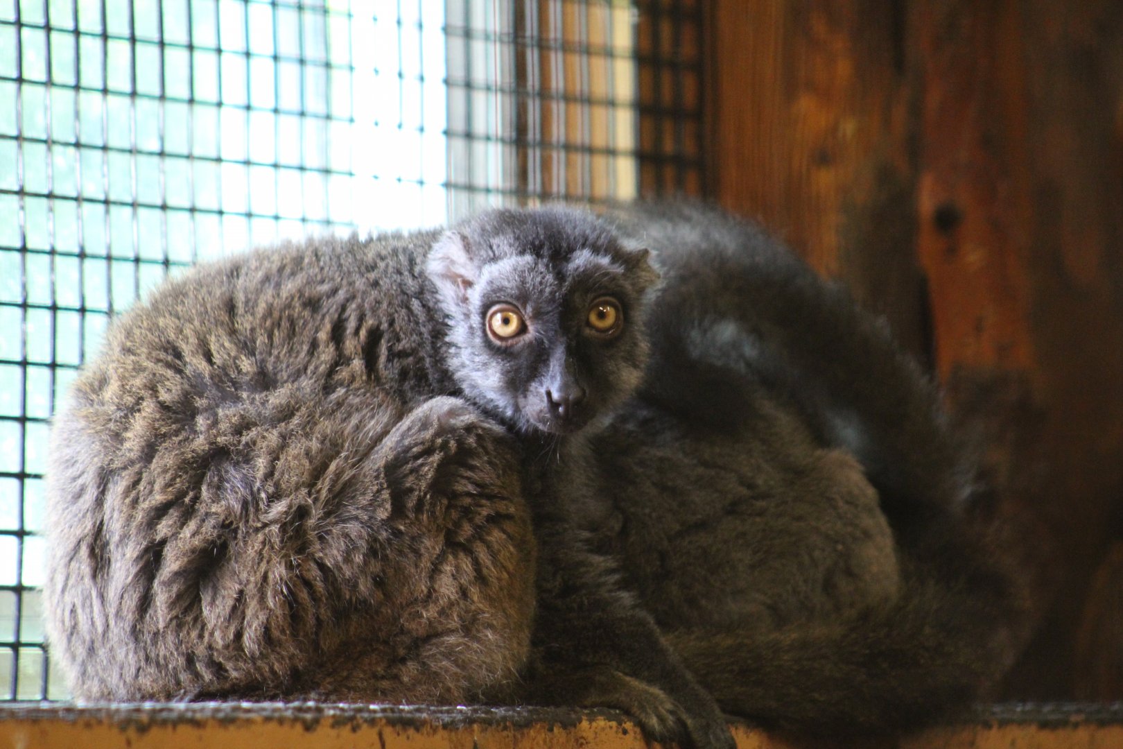 Common Brown Lemurs