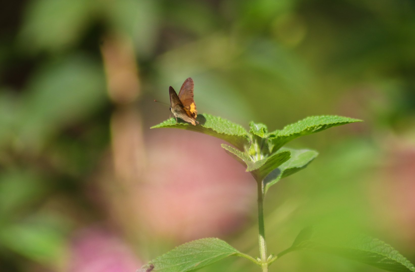 Common Brown Ringlet (Hypocysta metirius)