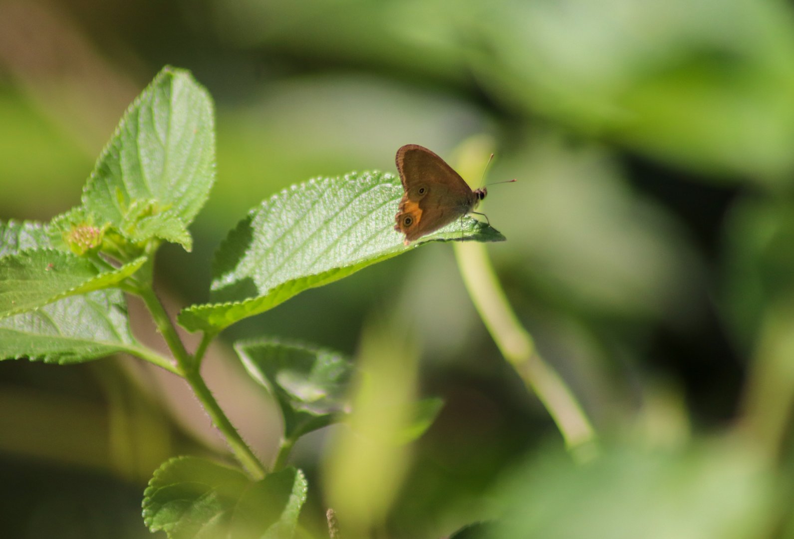 Common Brown Ringlet (Hypocysta metirius)