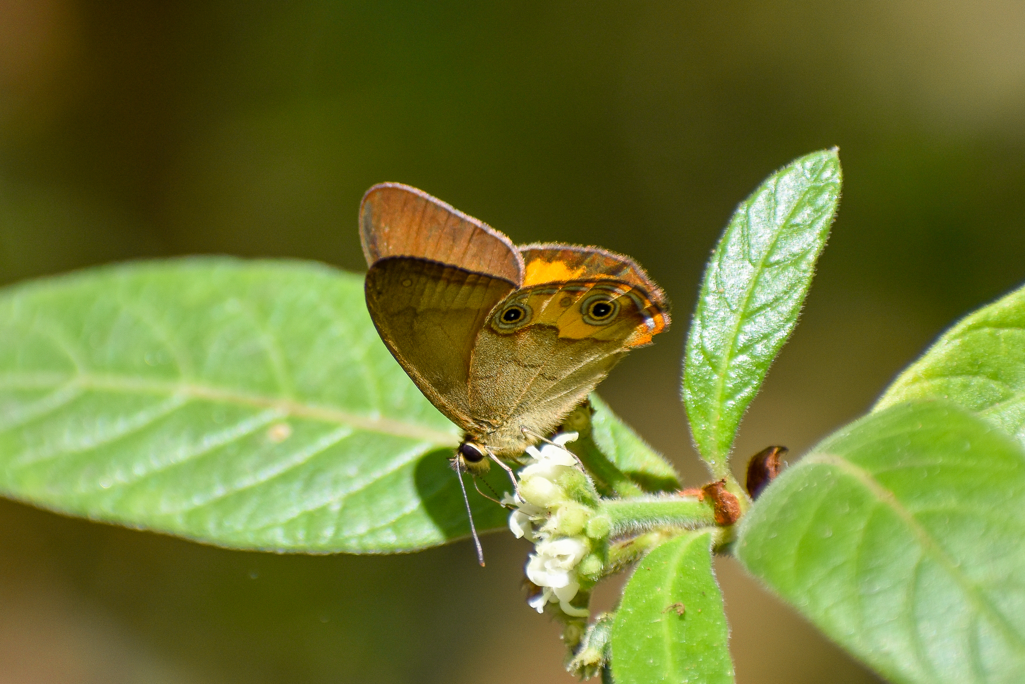 Common Brown Ringlet, Hypocysta metirius