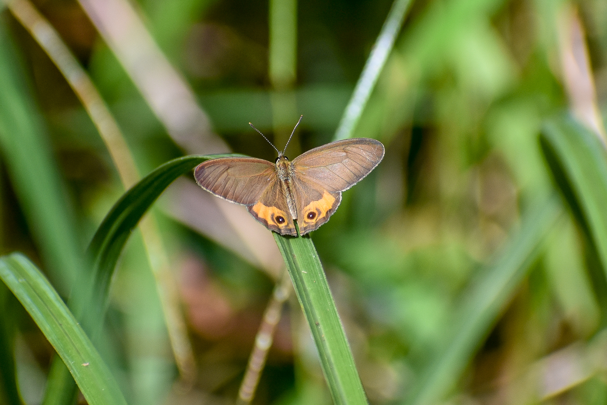 Common Brown Ringlet