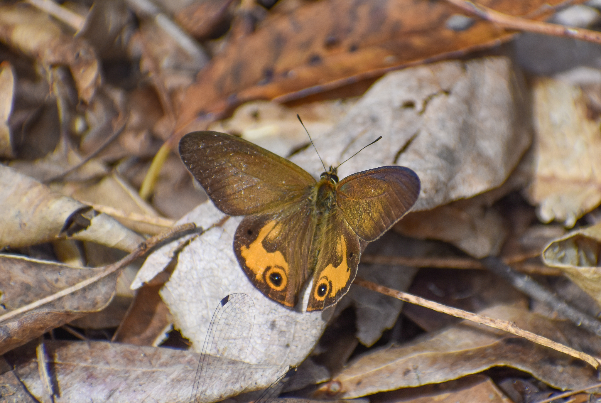 Common Brown Ringlet