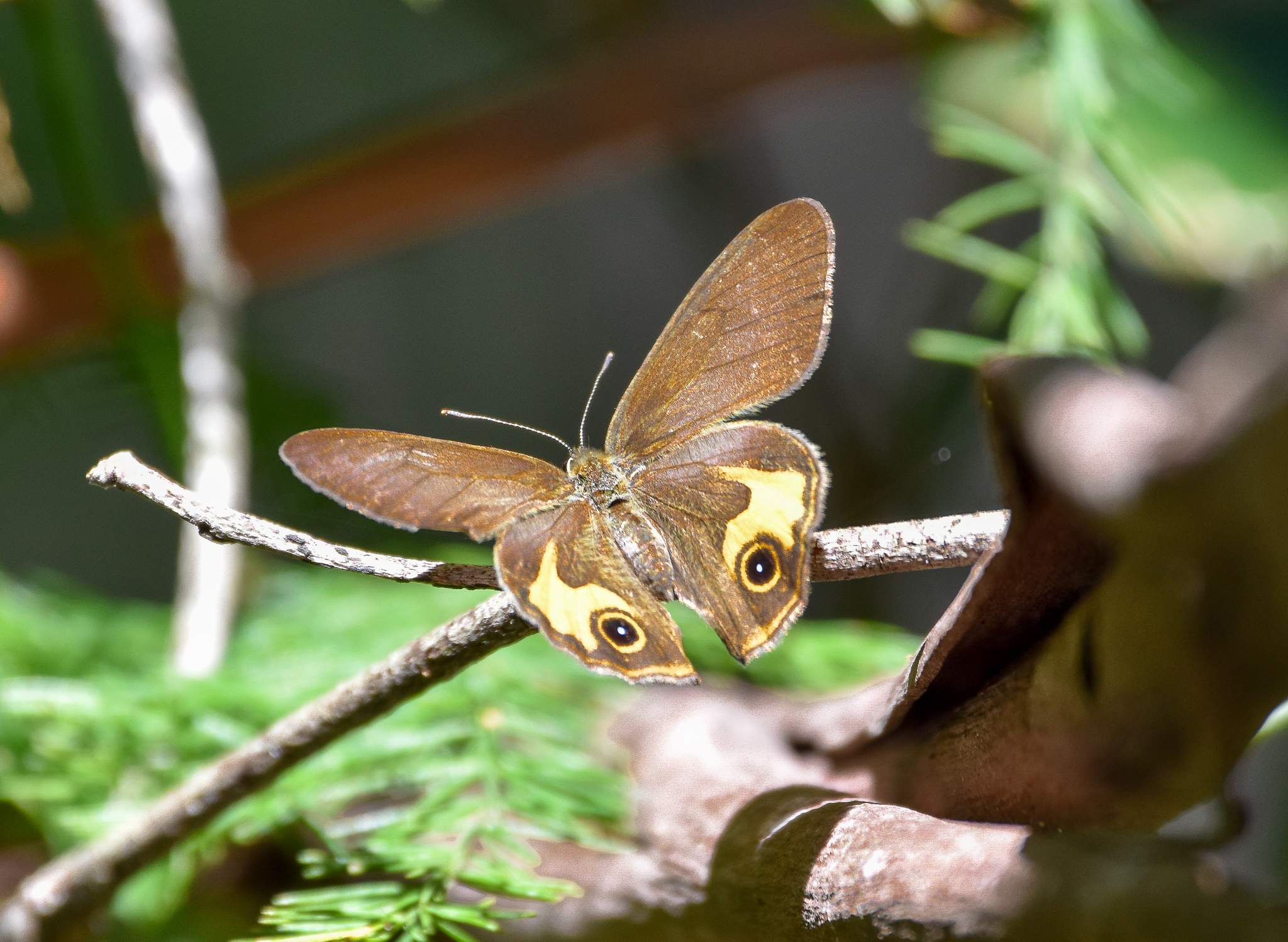 Common Brown Ringlet
