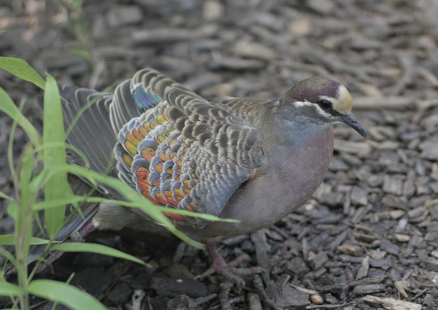 Common brozewing wingstretch