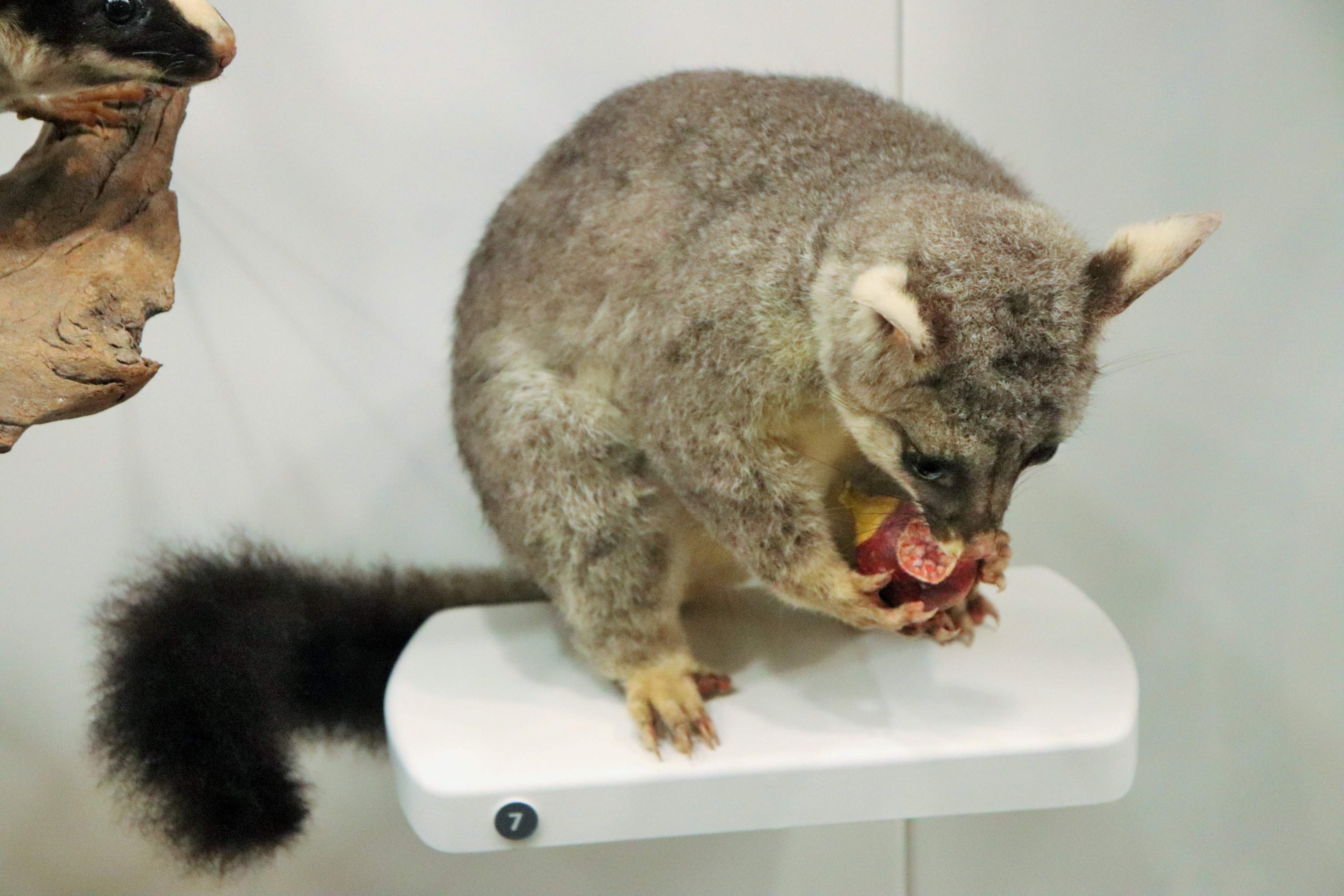 Common Brush-tail Possum (Trichosurus vulpecula)