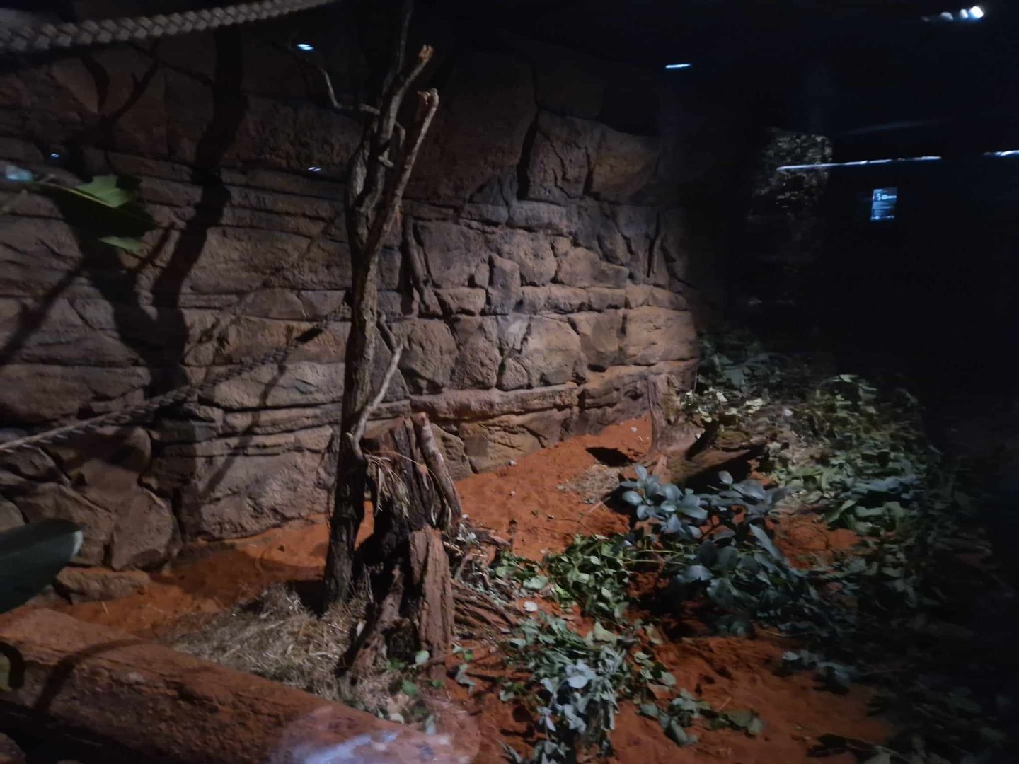 Common Brush-tailed possum/Rufous Bettong/Tasmanian Brush-tailed Possum exhibit