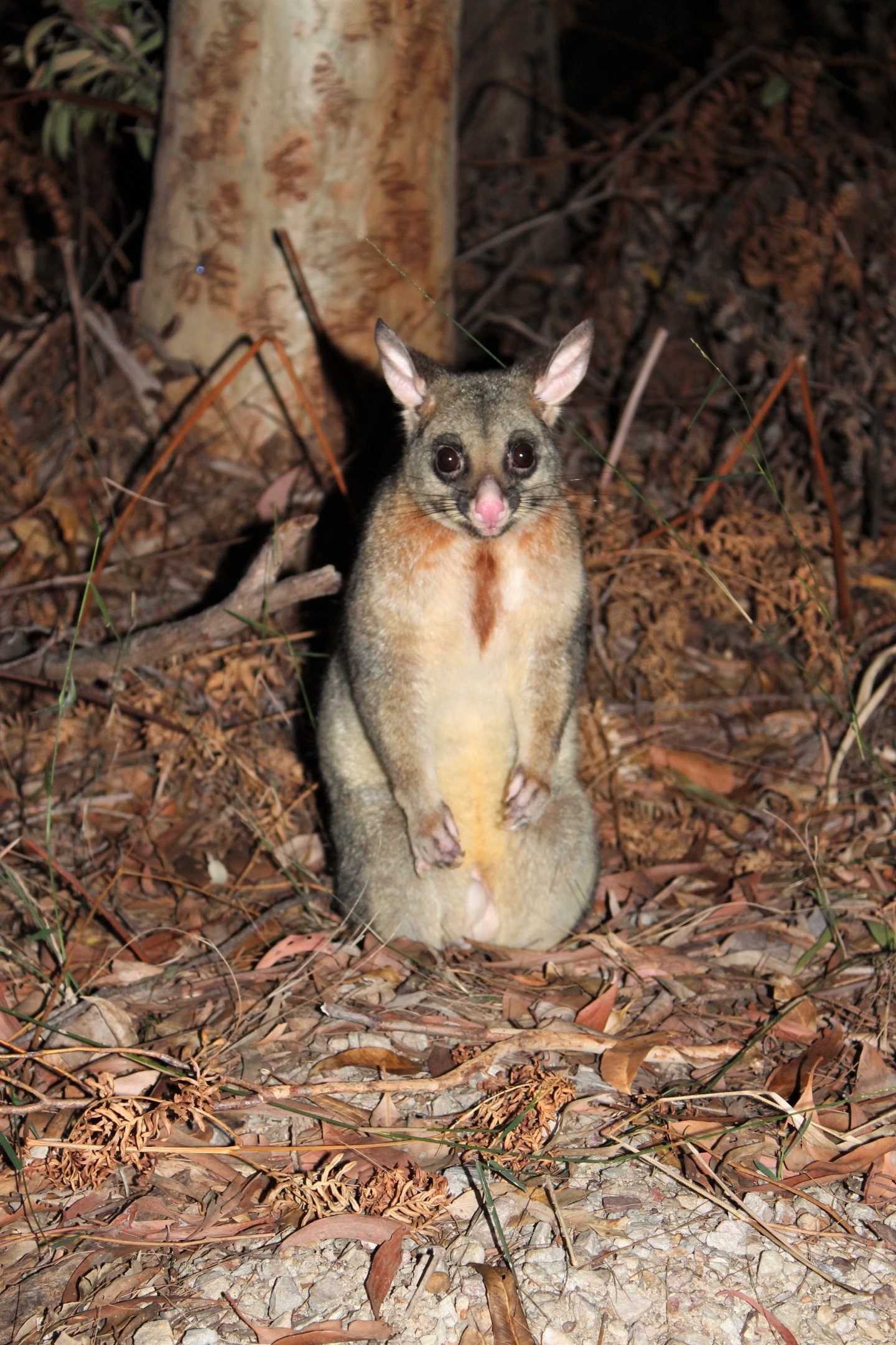 Common Brush-tailed Possum (Trichosurus vulpecula)