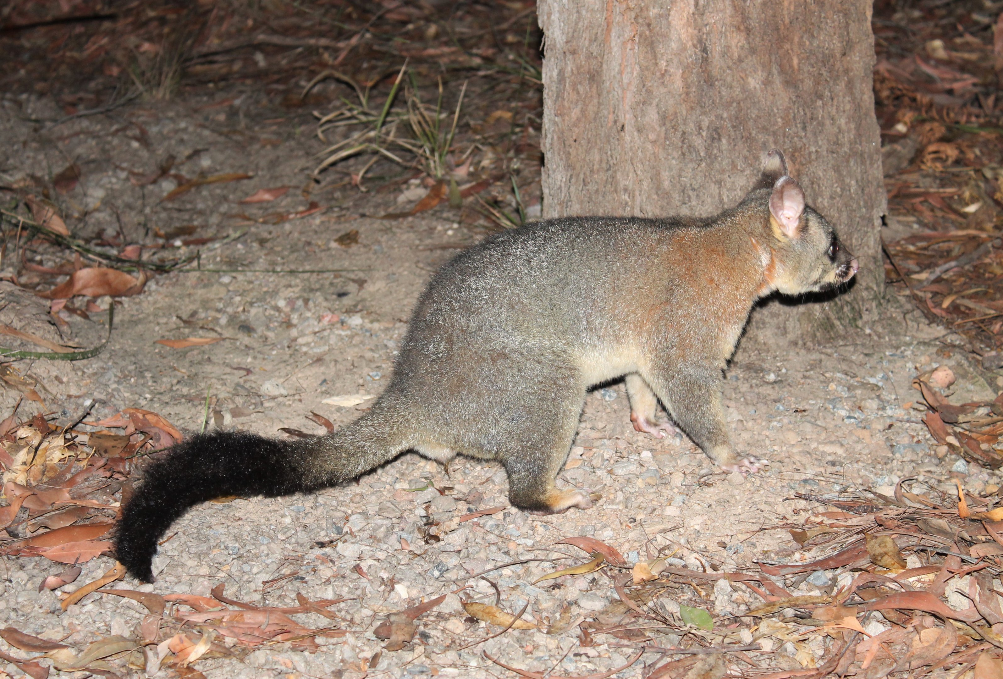 Common Brush-tailed Possum (Trichosurus vulpecula)