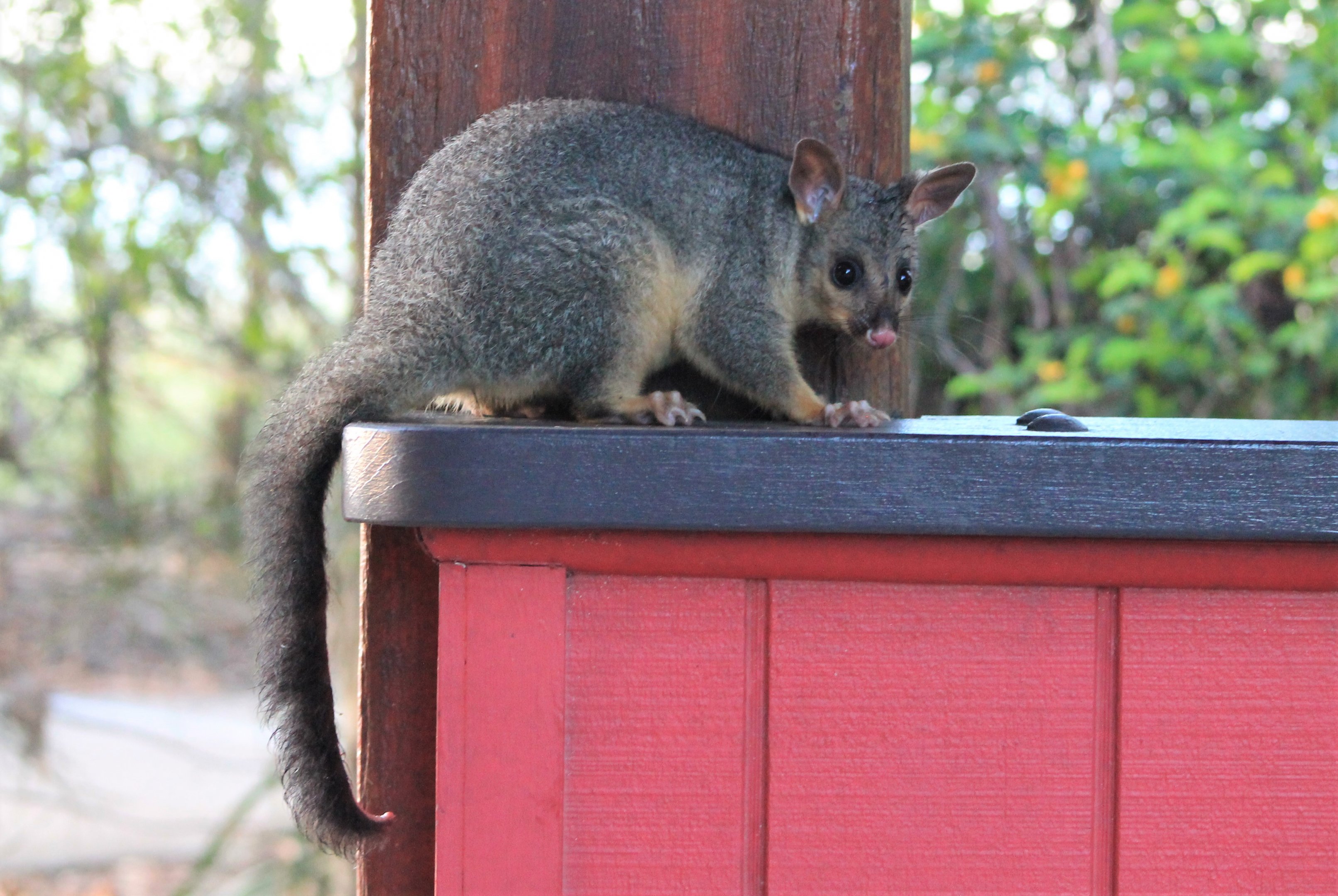 Common Brush-tailed Possum (Trichosurus vulpecula)