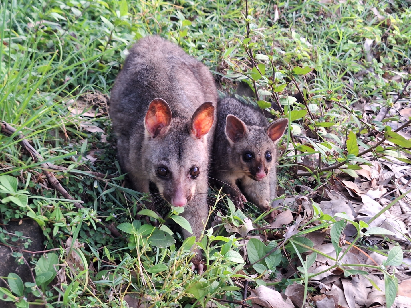 Common Brush-tailed Possum (Trichosurus vulpecula)