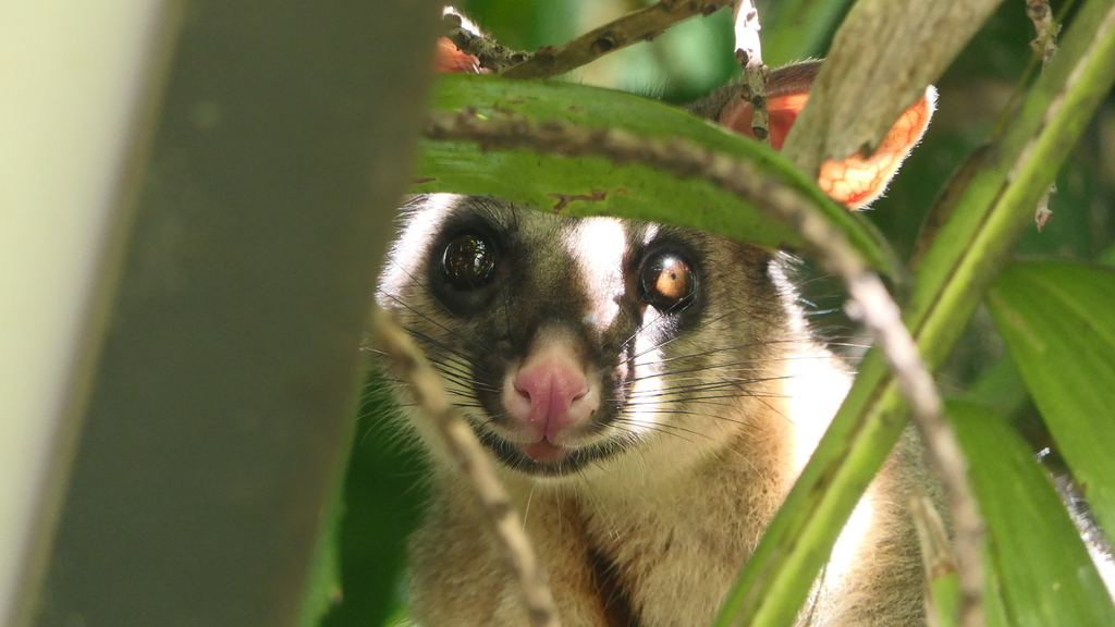 Common Brush-tailed Possum (Trichosurus vulpecula)