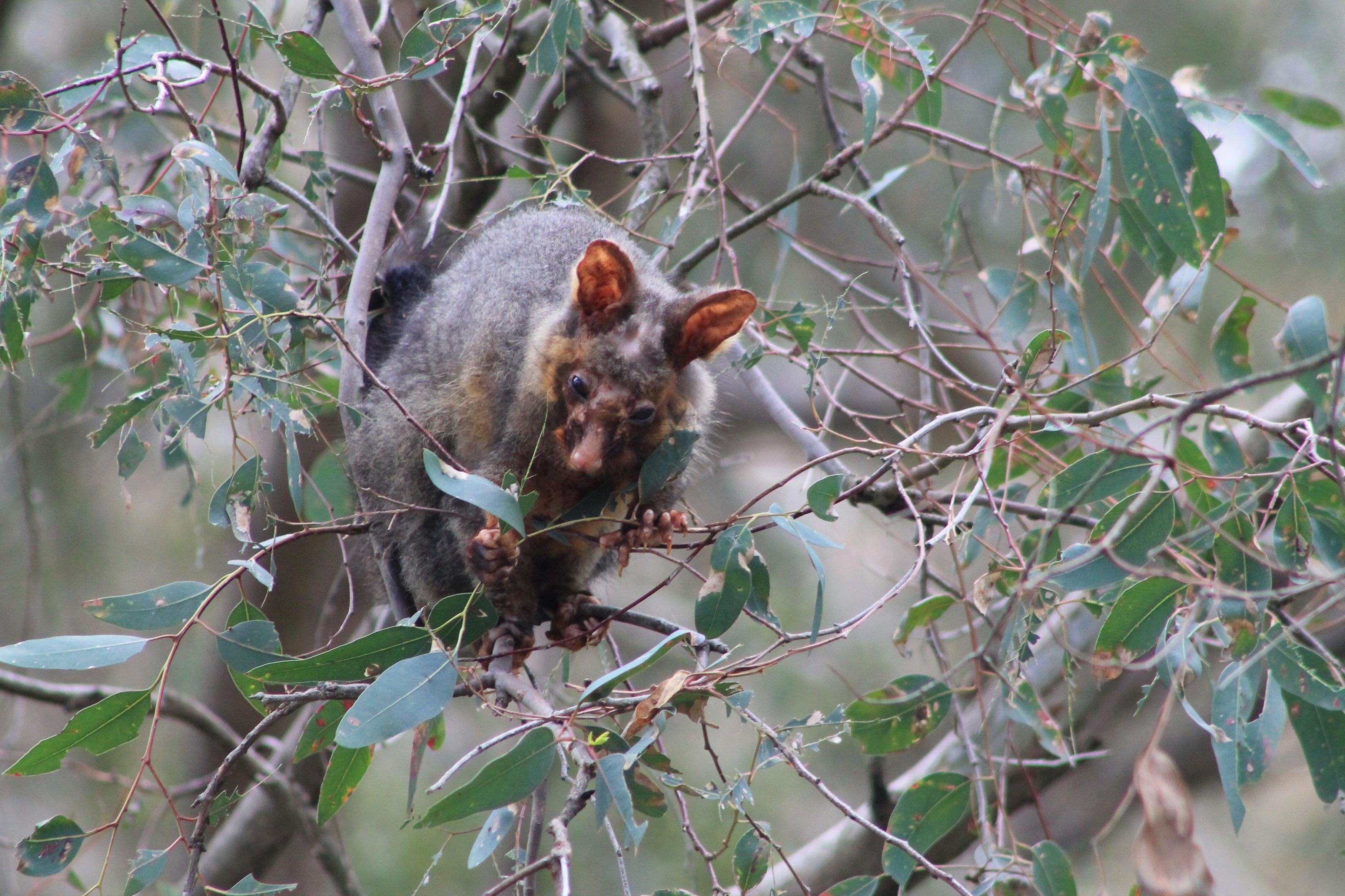 Common Brush-tailed Possum (Trichosurus vulpecula)