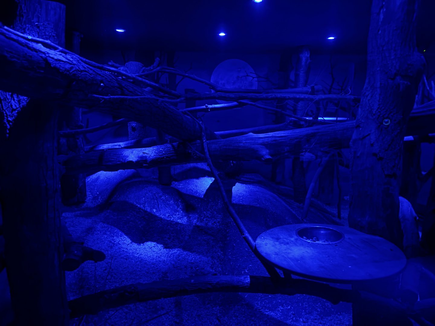 Common Brushtail Possum and Woylie Enclosure at  Zoologischer Garten Hof