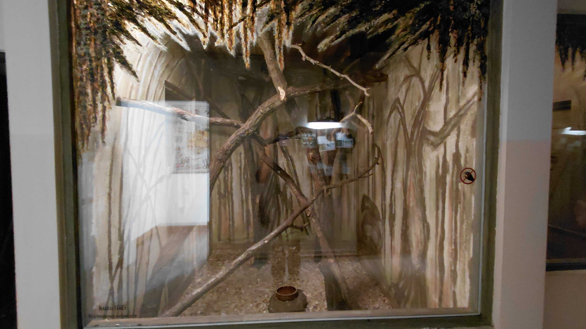 Common brushtail possum exhibit