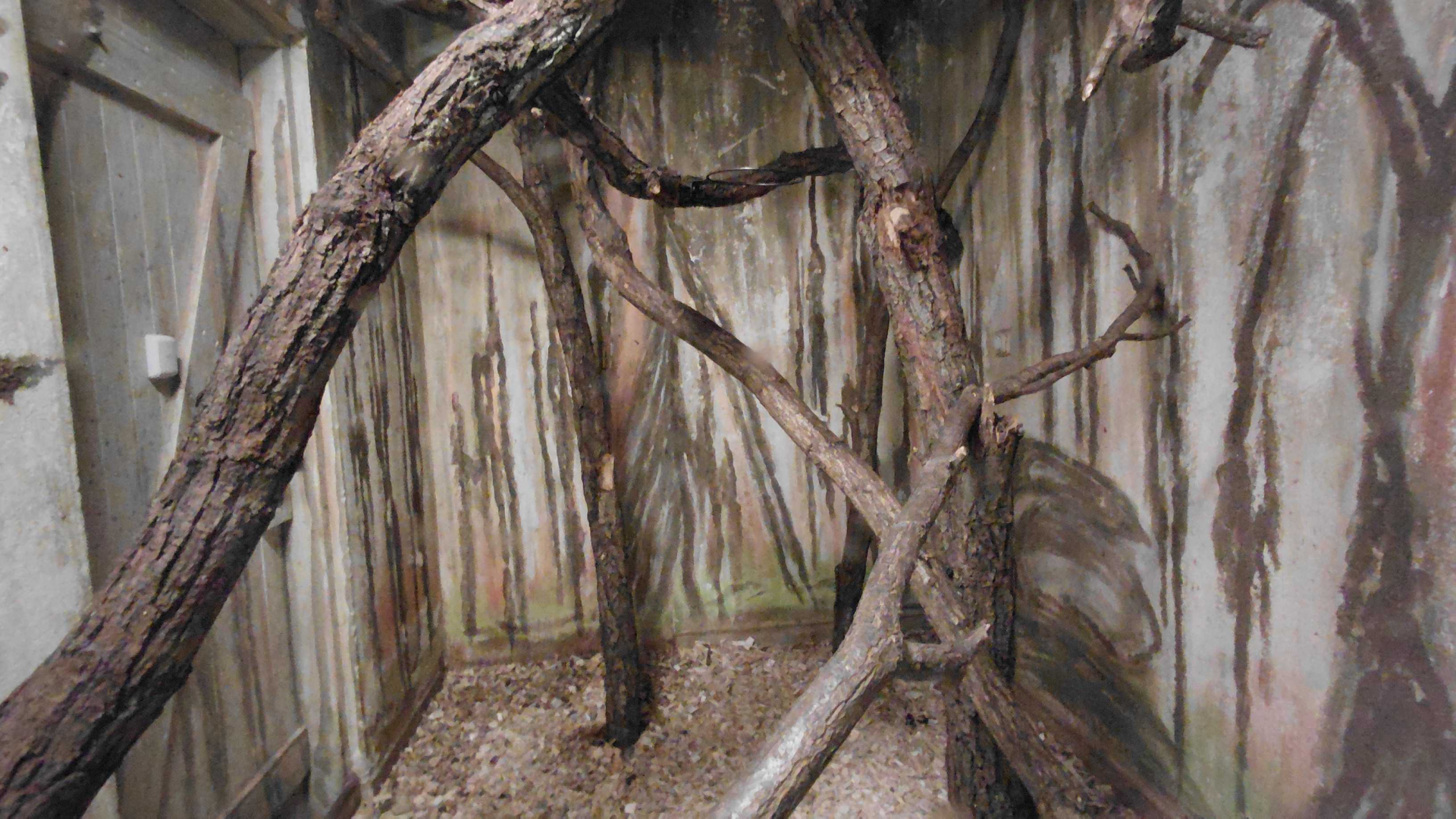 Common brushtail possum exhibit