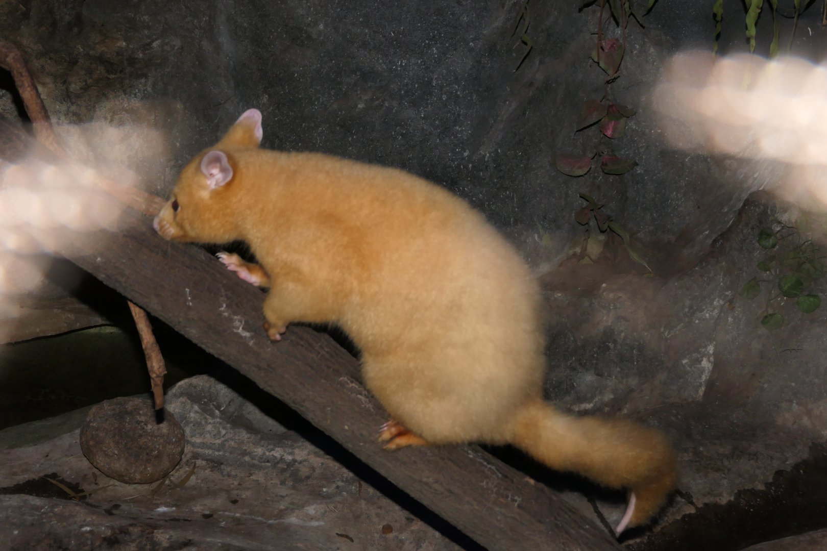 Common Brushtail Possum (golden morph)