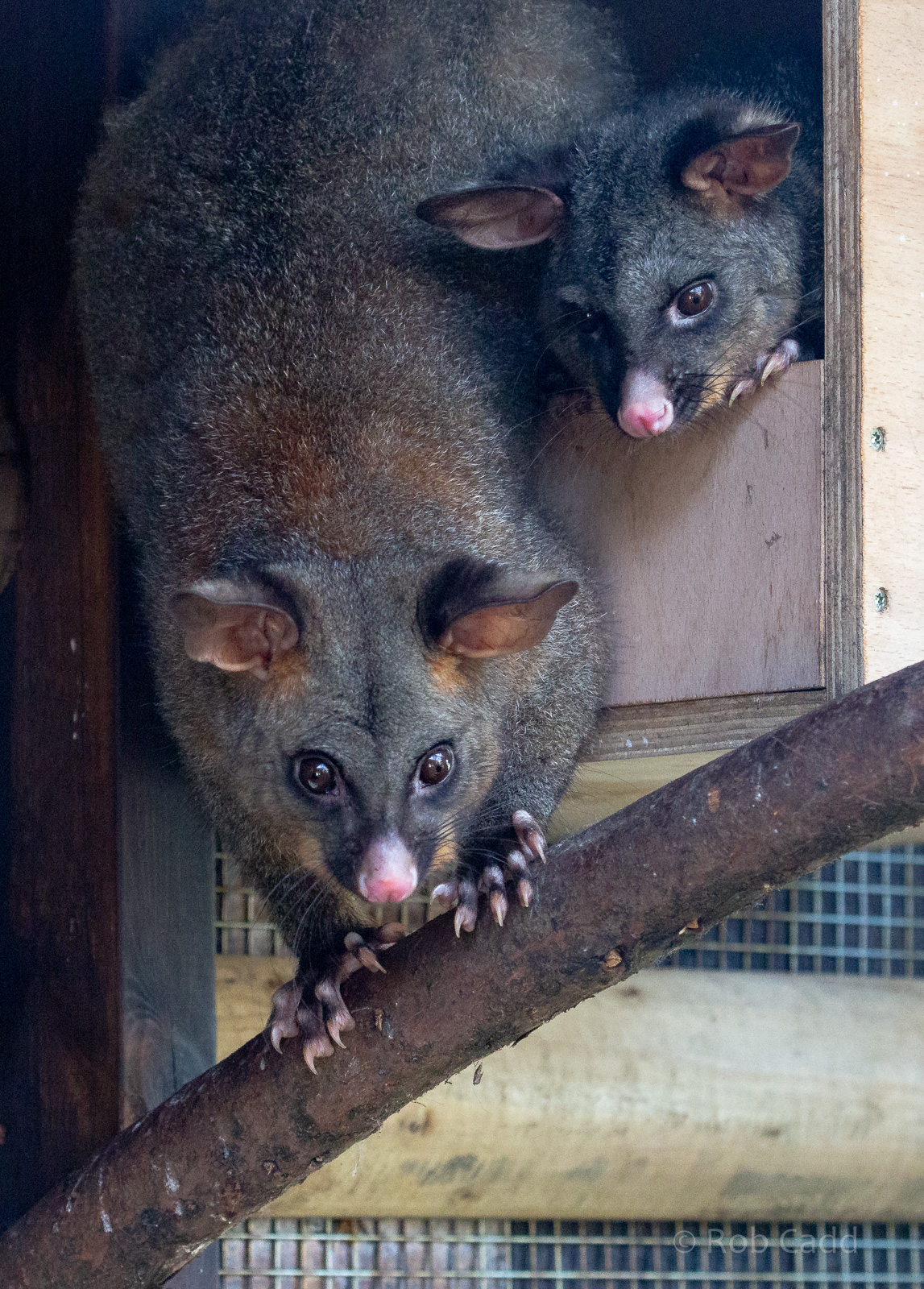 Common brushtail possum  : Hamerton : 02 Sep 2018