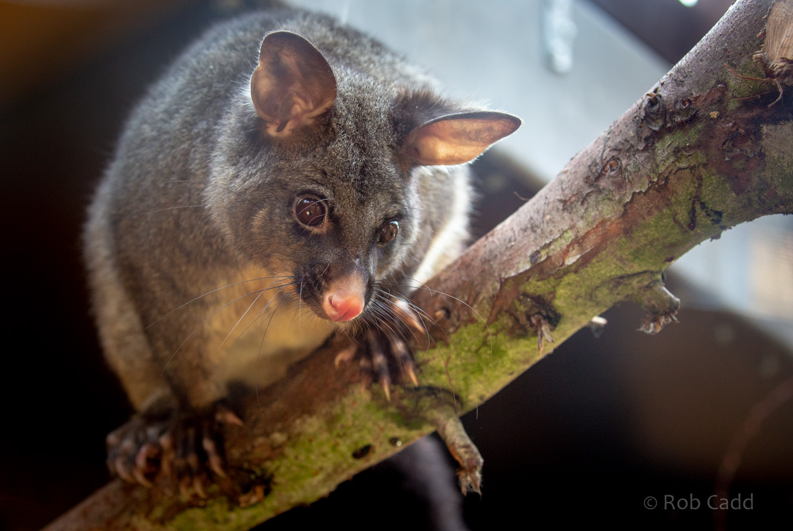 Common brushtail possum : Hamerton : 02 Sep 2018