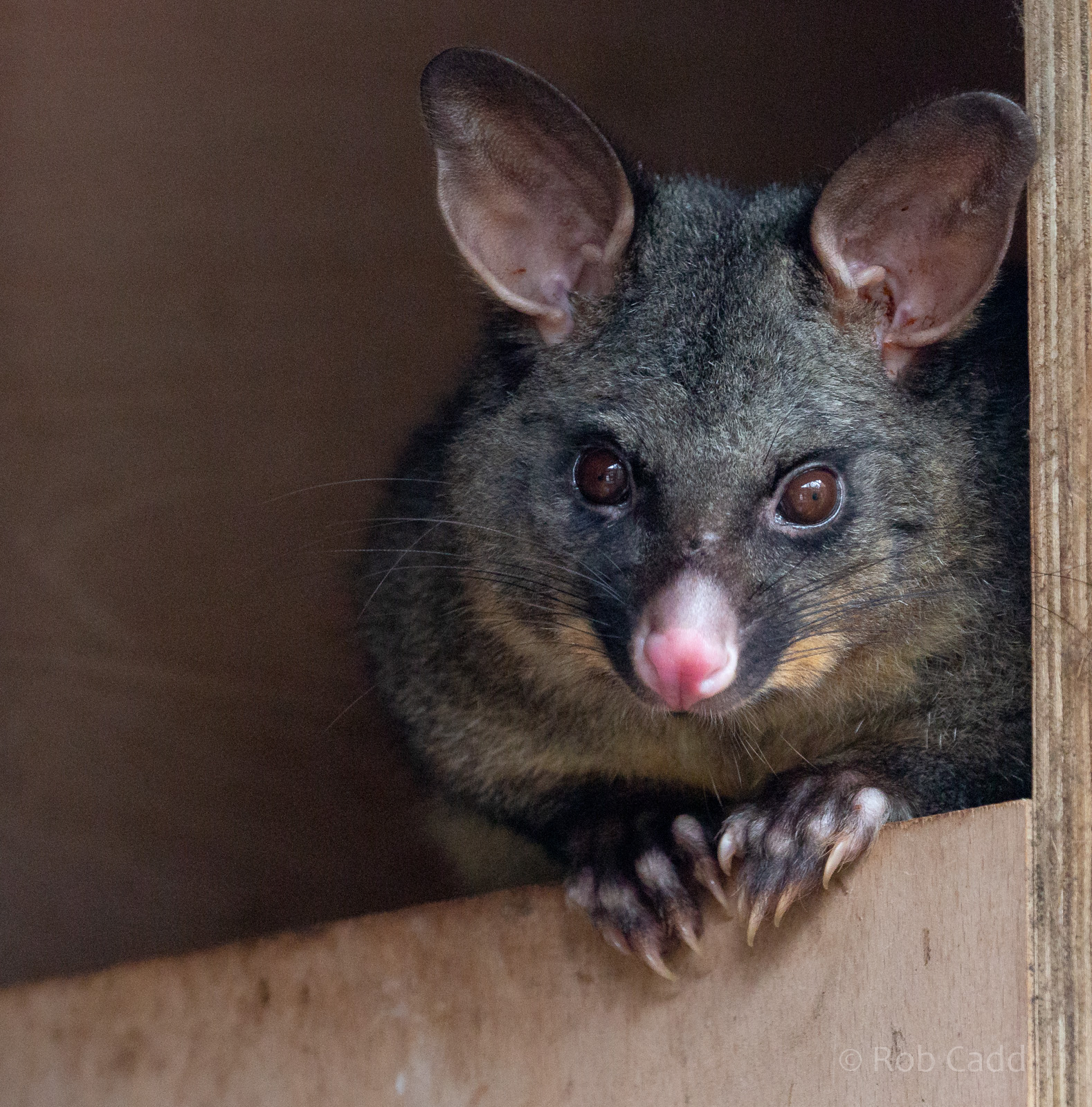 Common brushtail possum : Hamerton : 08 Sep 2018