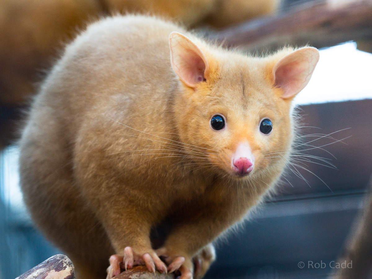 Common brushtail possum (Tasmanian golden possum) : Hamerton : 28 Oct 2018