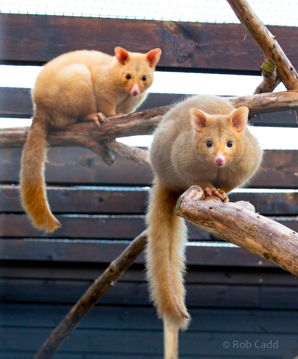 Common brushtail possum (Tasmanian golden possum) : Hamerton : 28 Oct 2018