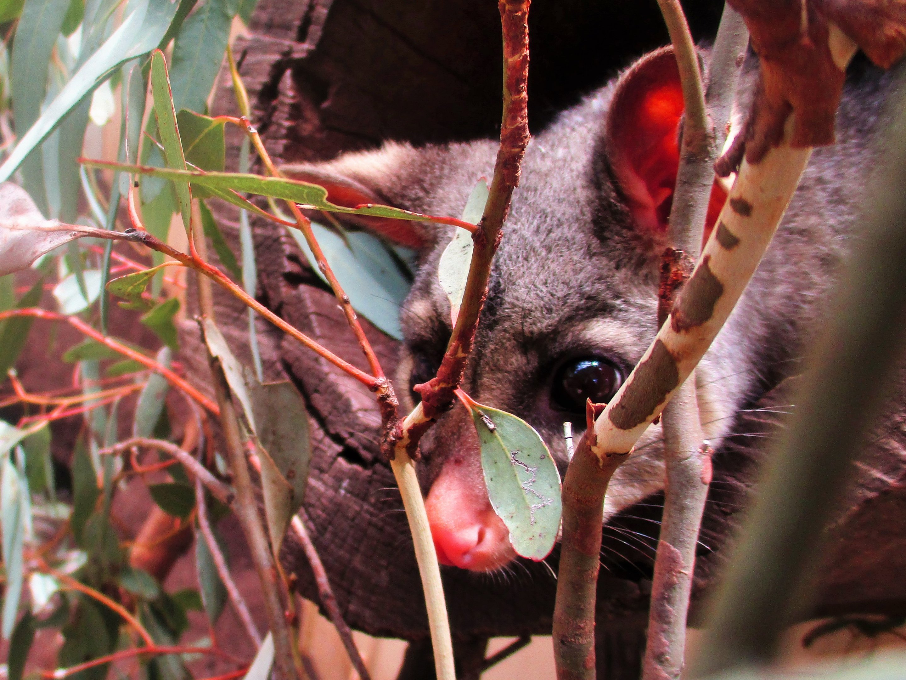 Common Brushtail Possum (Trichosurus vulpecula)- December 2017