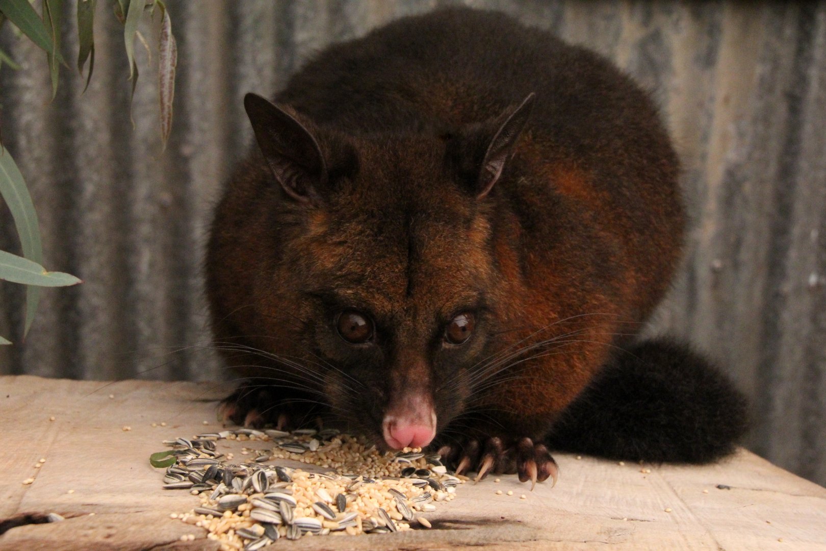 common brushtail possum (Trichosurus vulpecula) ssp ID??
