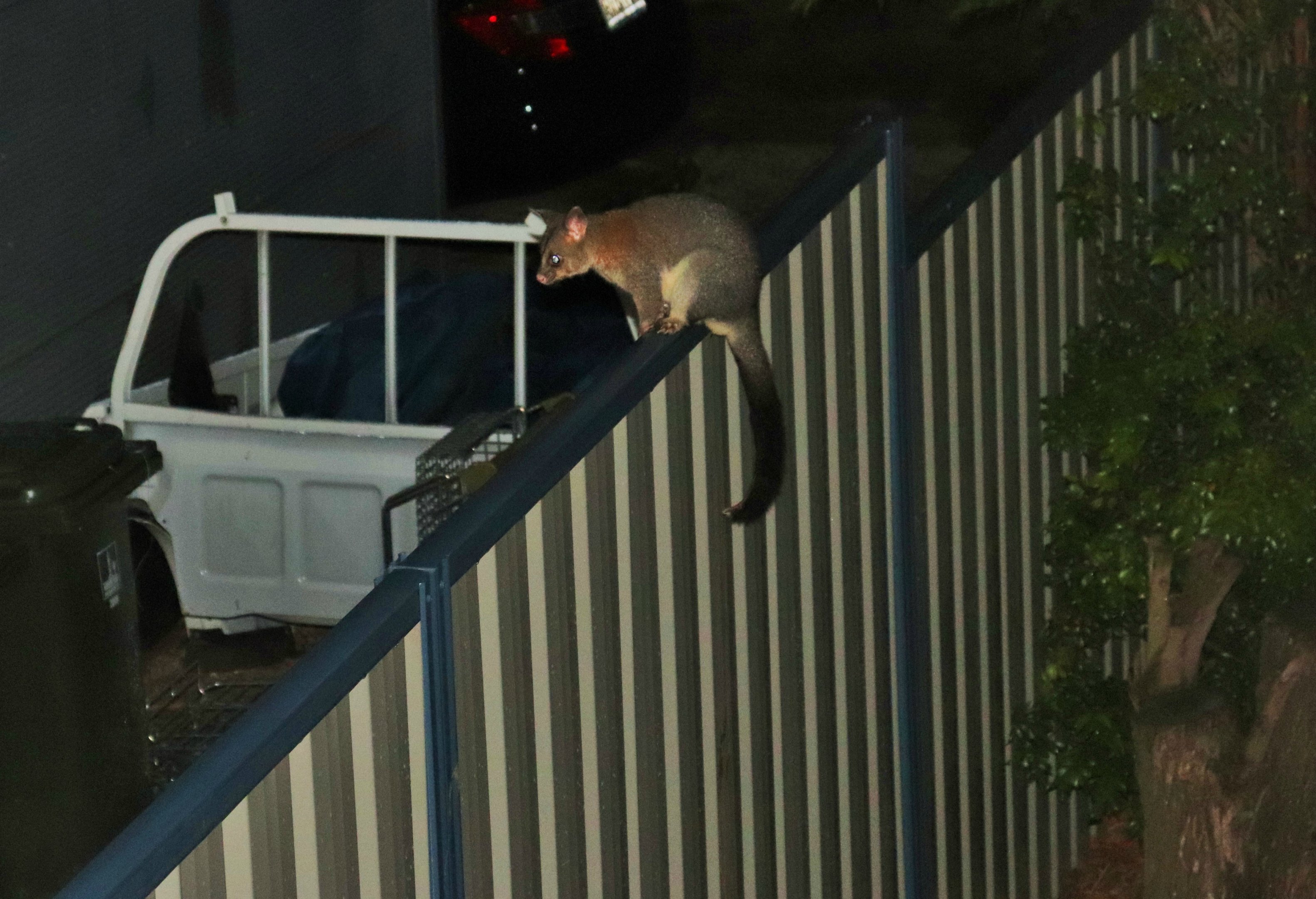 Common Brushtail Possum (Trichosurus vulpecula vulpecula)