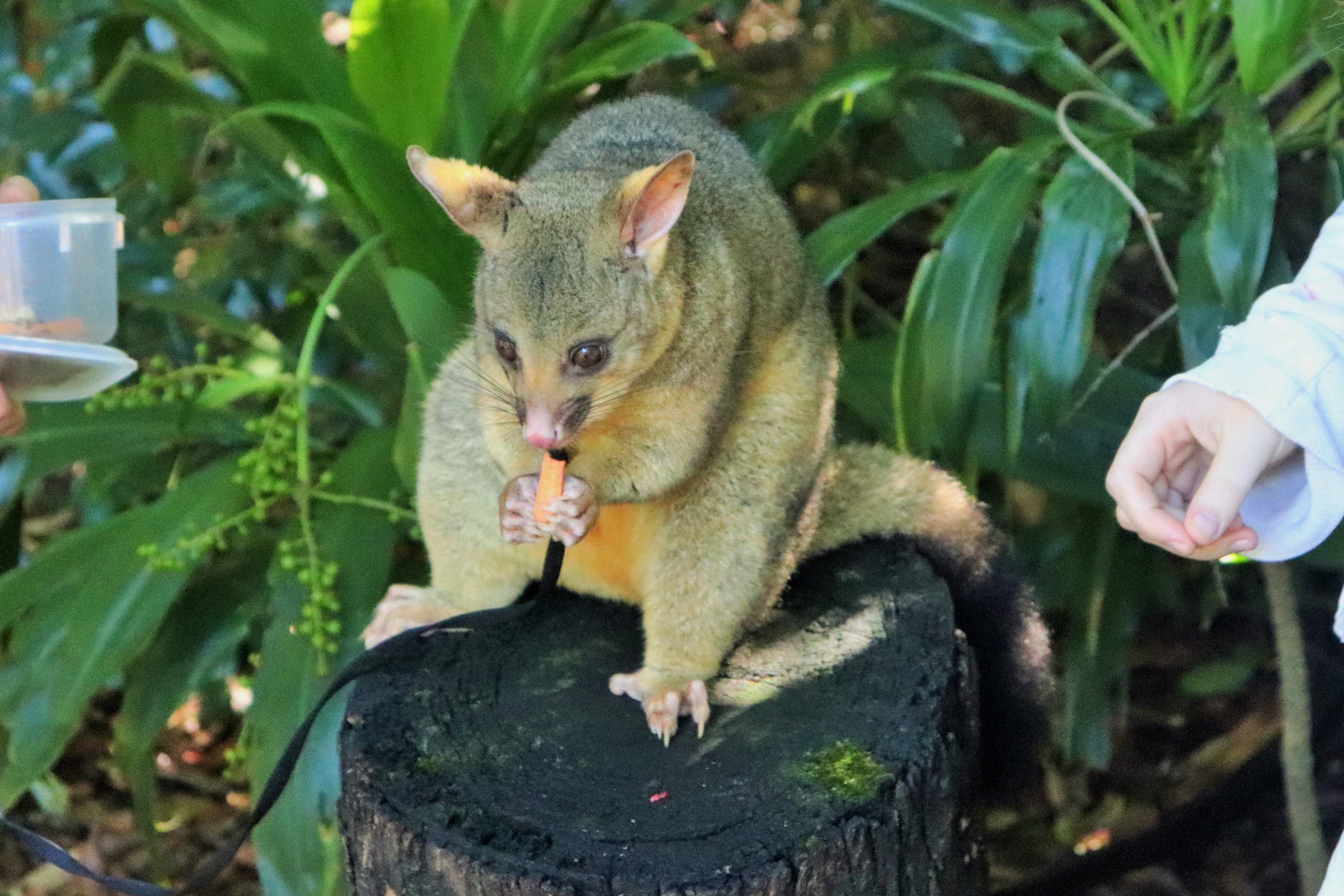 Common Brushtail Possum (Trichosurus vulpecula vulpecula)