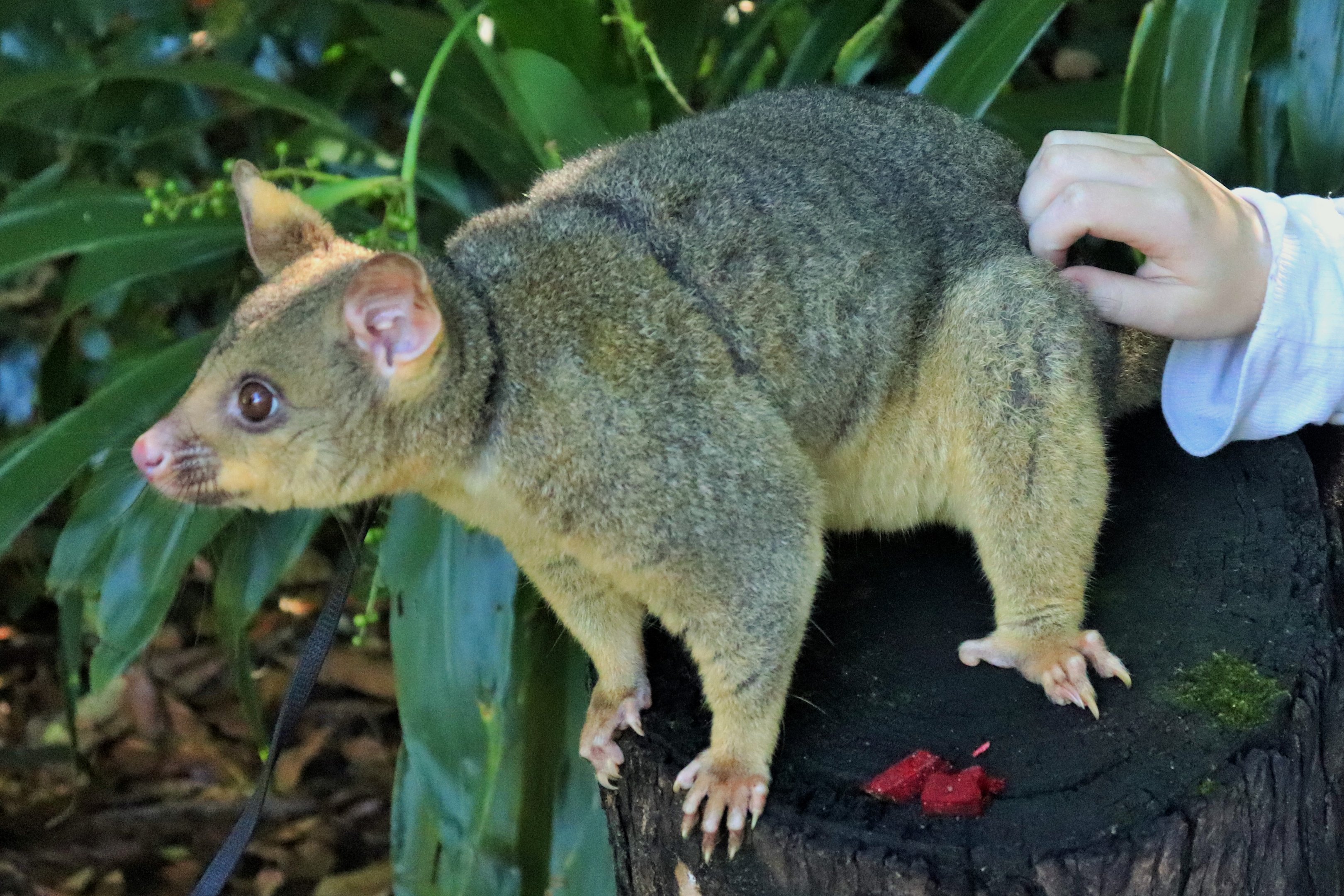 Common Brushtail Possum (Trichosurus vulpecula vulpecula)
