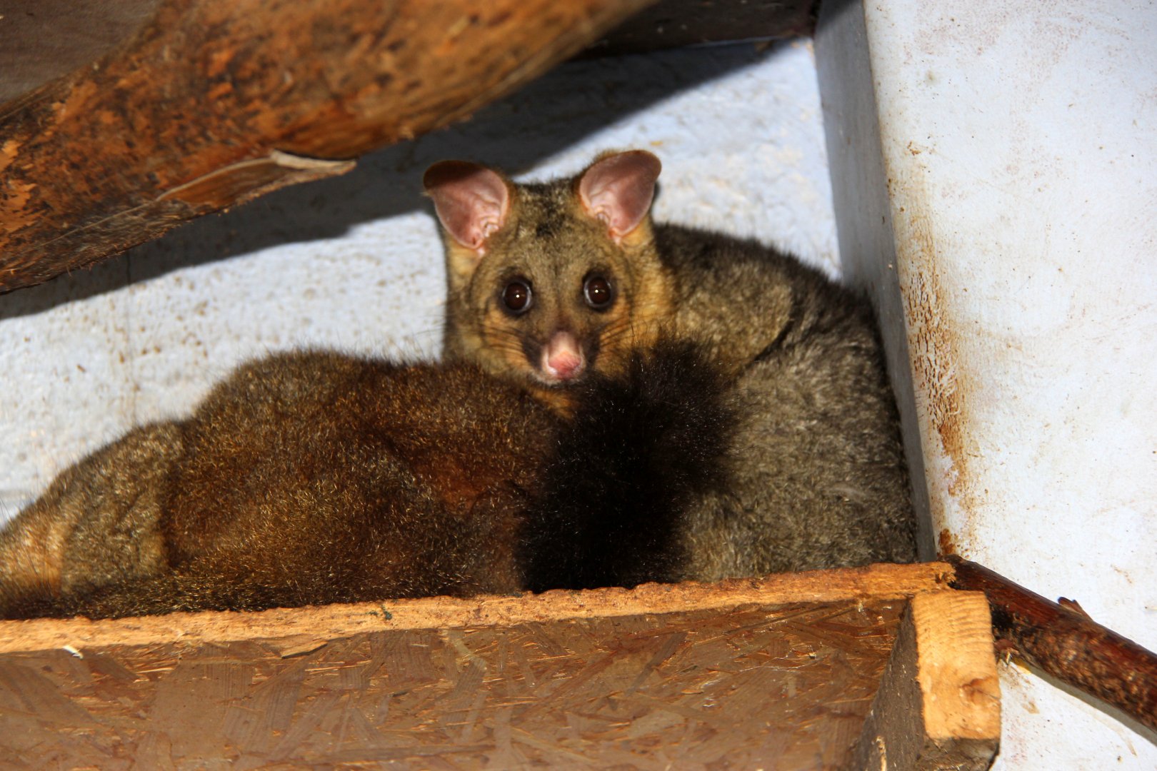 common brushtail possum (Trichosurus vulpecula)