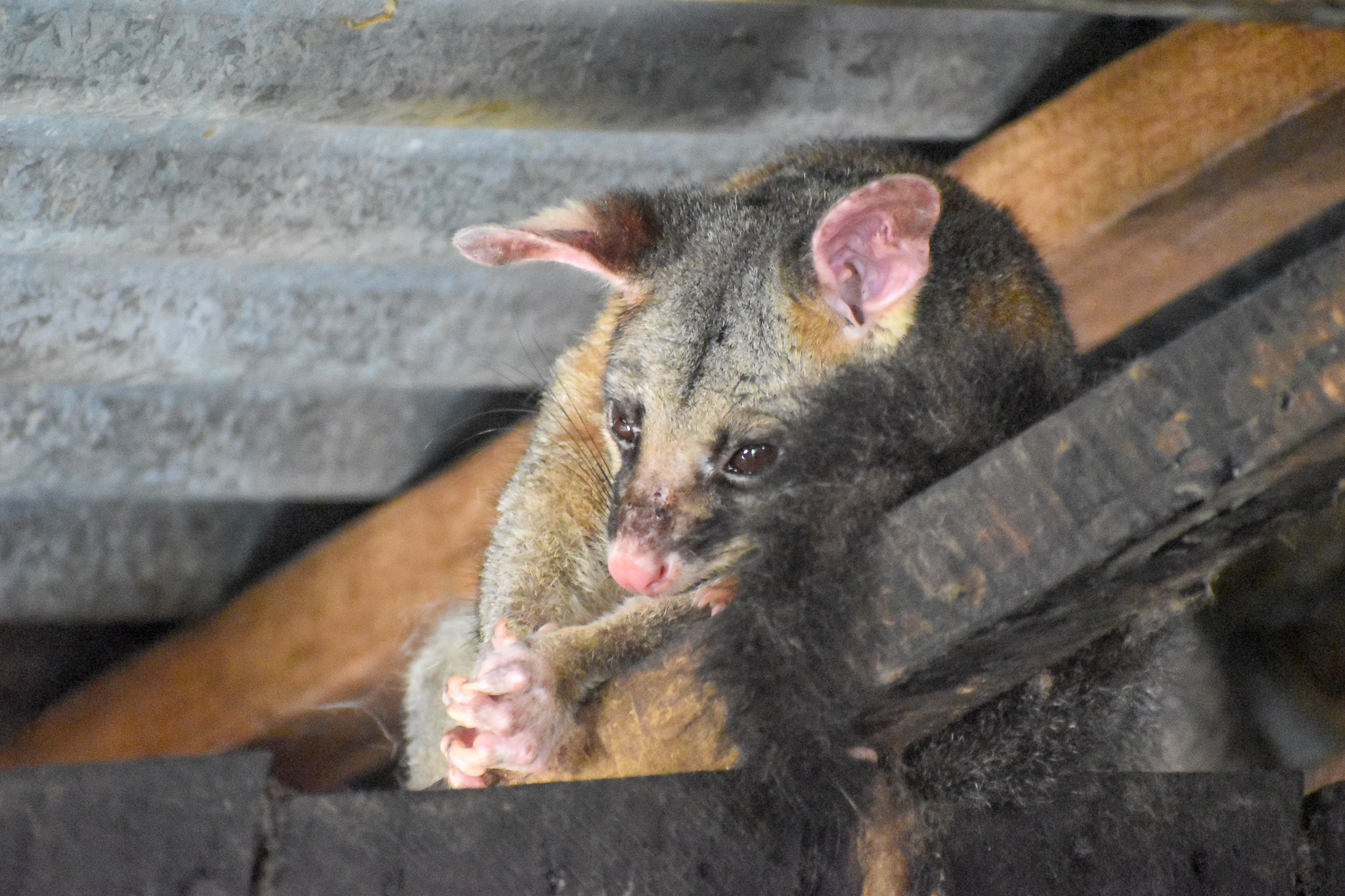 Common Brushtail Possum (Trichosurus vulpecula)