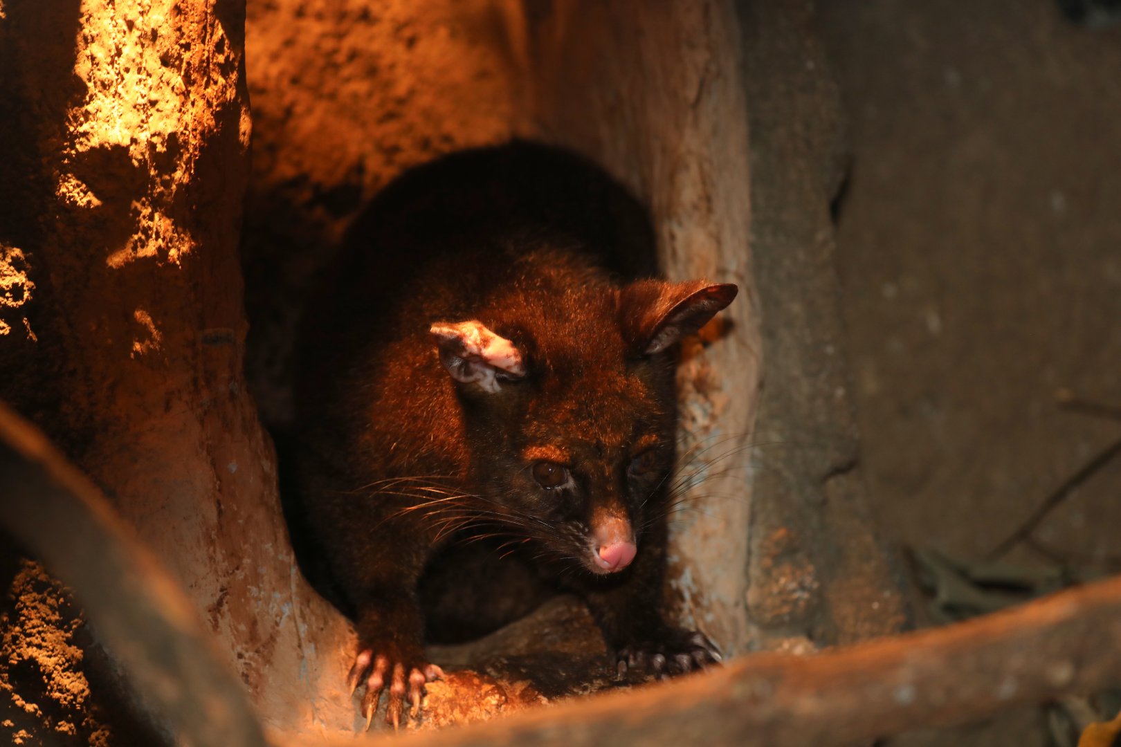 common brushtail possum (Trichosurus vulpecula)