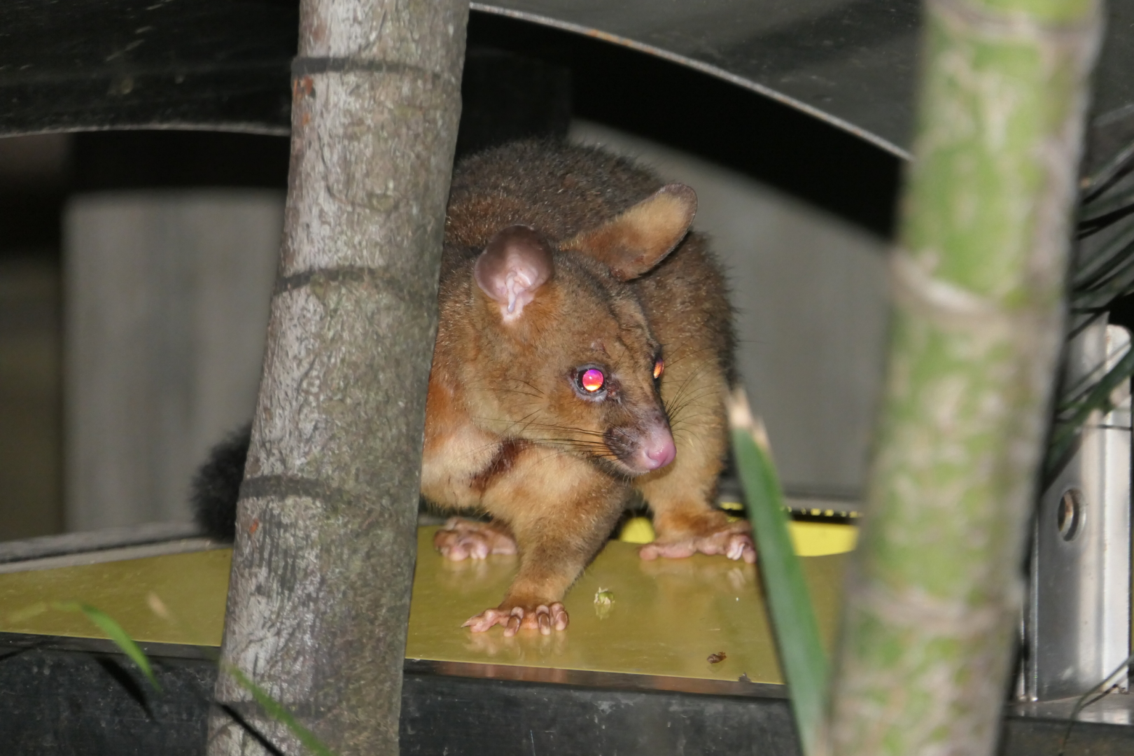 Common Brushtail Possum (Trichosurus vulpecula)