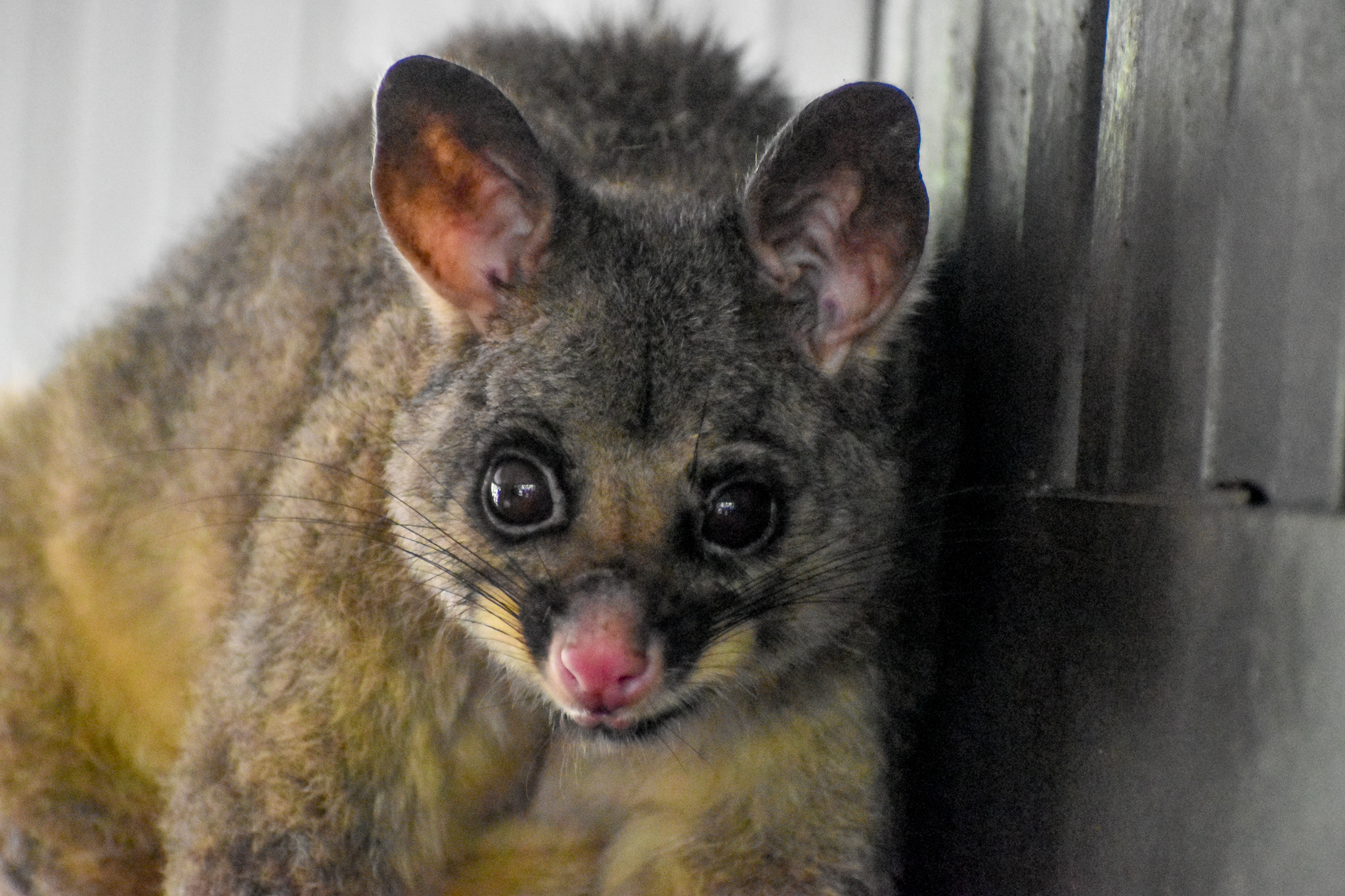 Common Brushtail Possum - wild