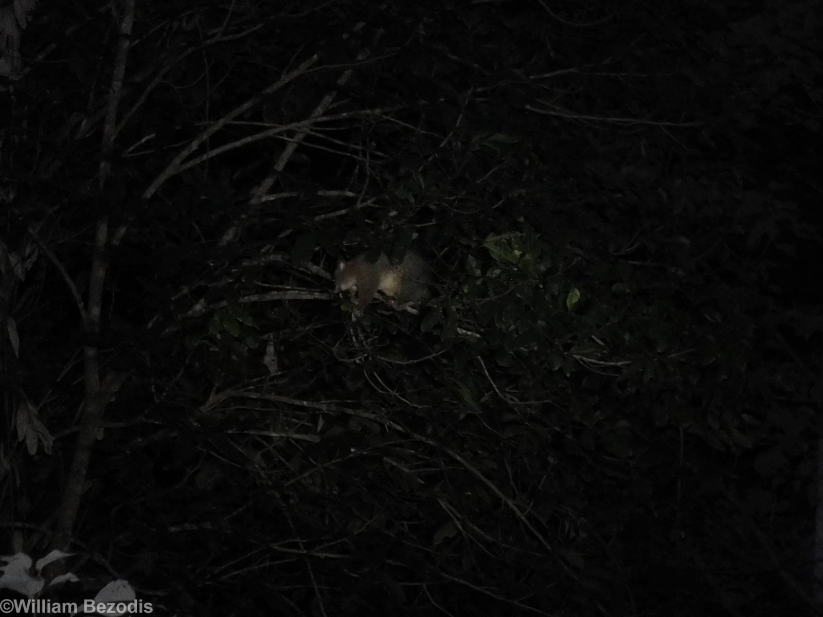 Common Brushtail Possum