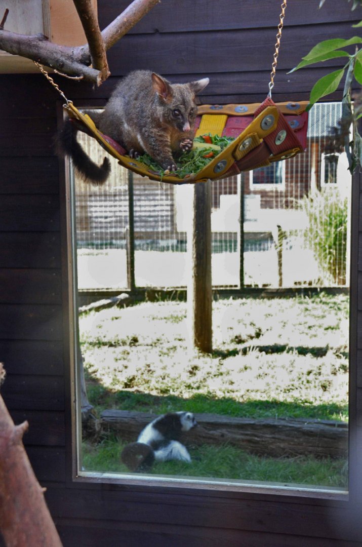 Common brushtail possum