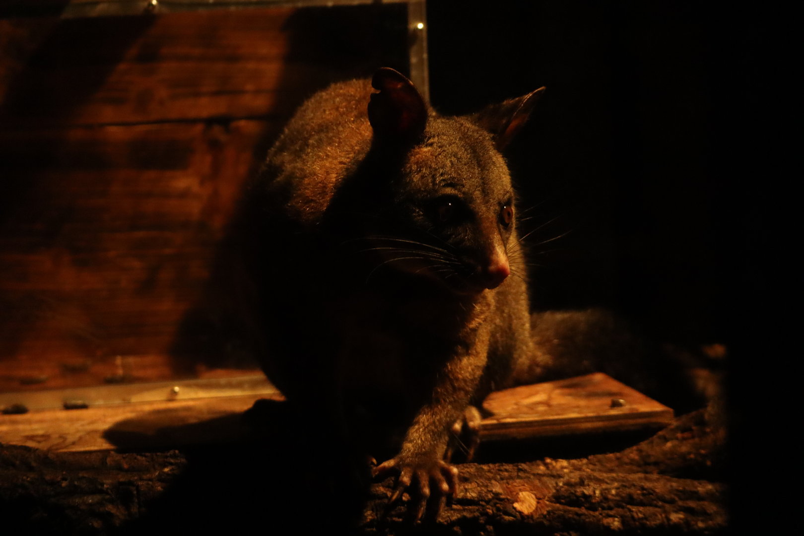 Common brushtail possum