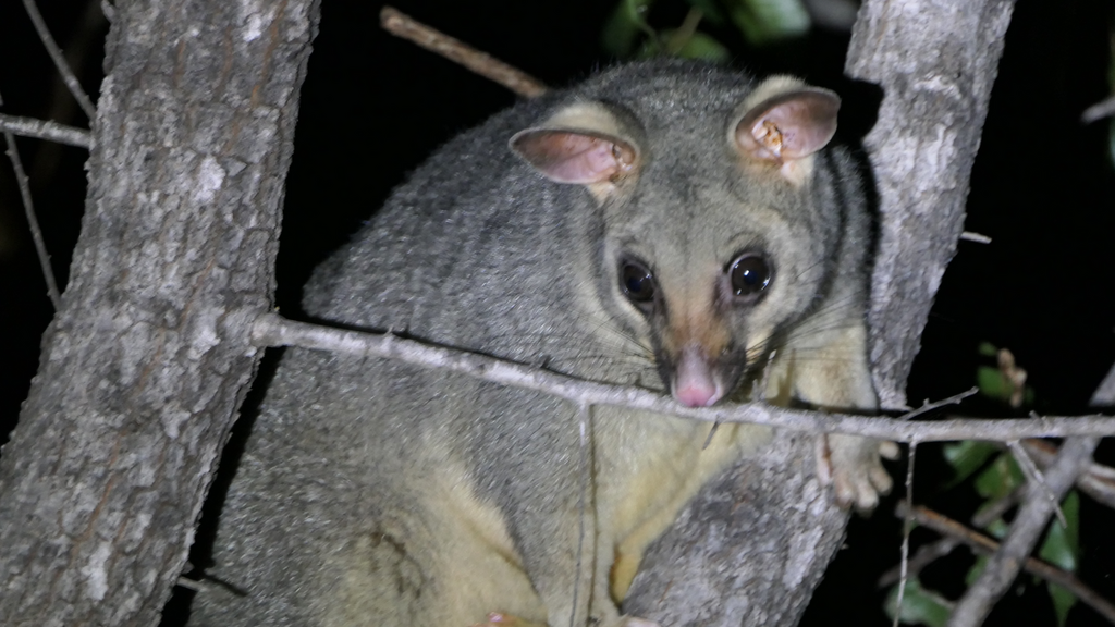 Common Brushtail Possum