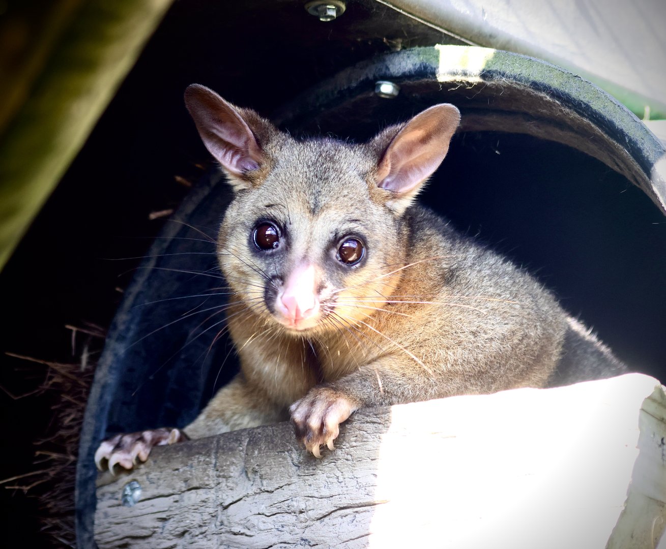 Common Brushtail Possum