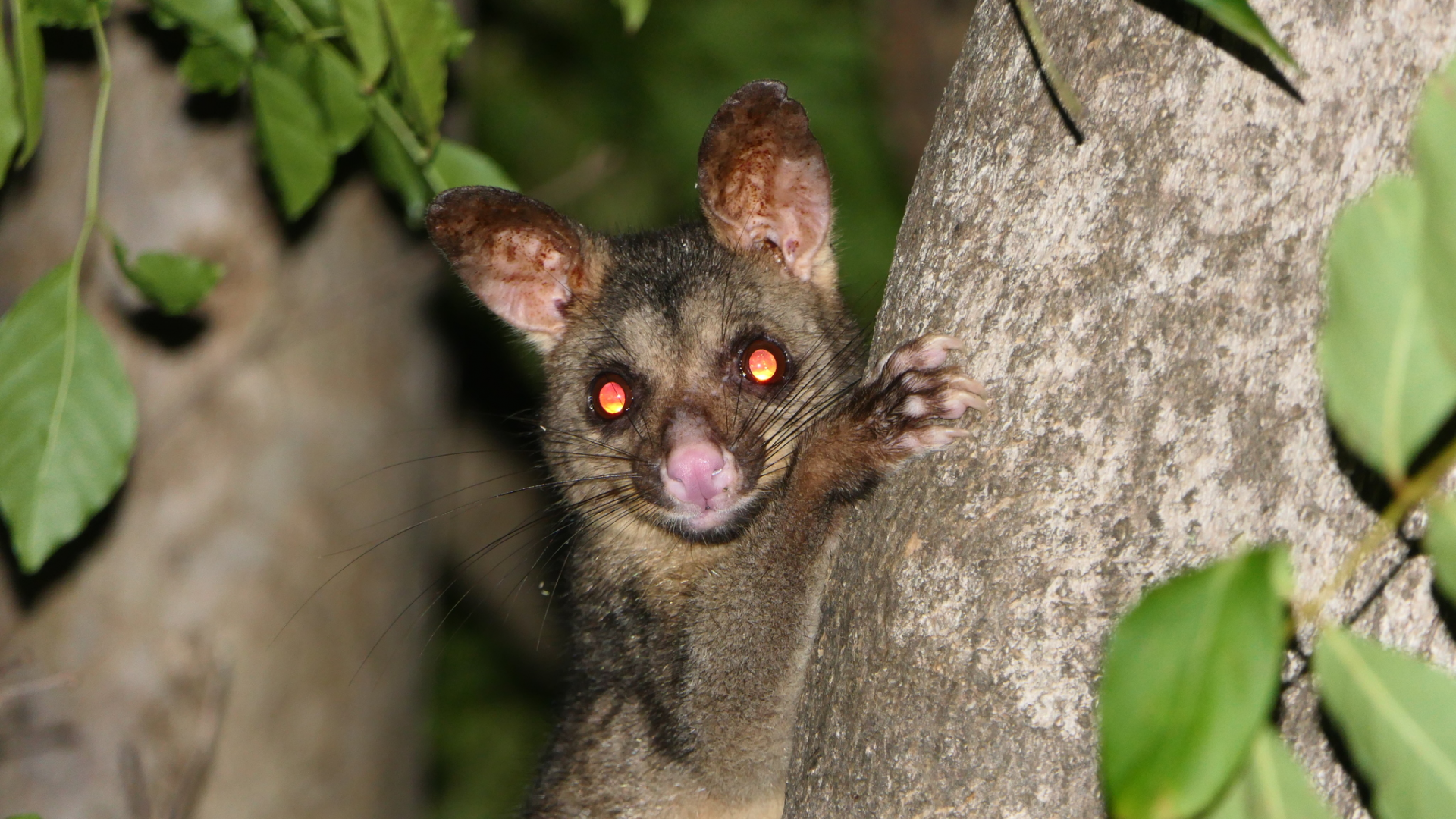 Common Brushtail Possum