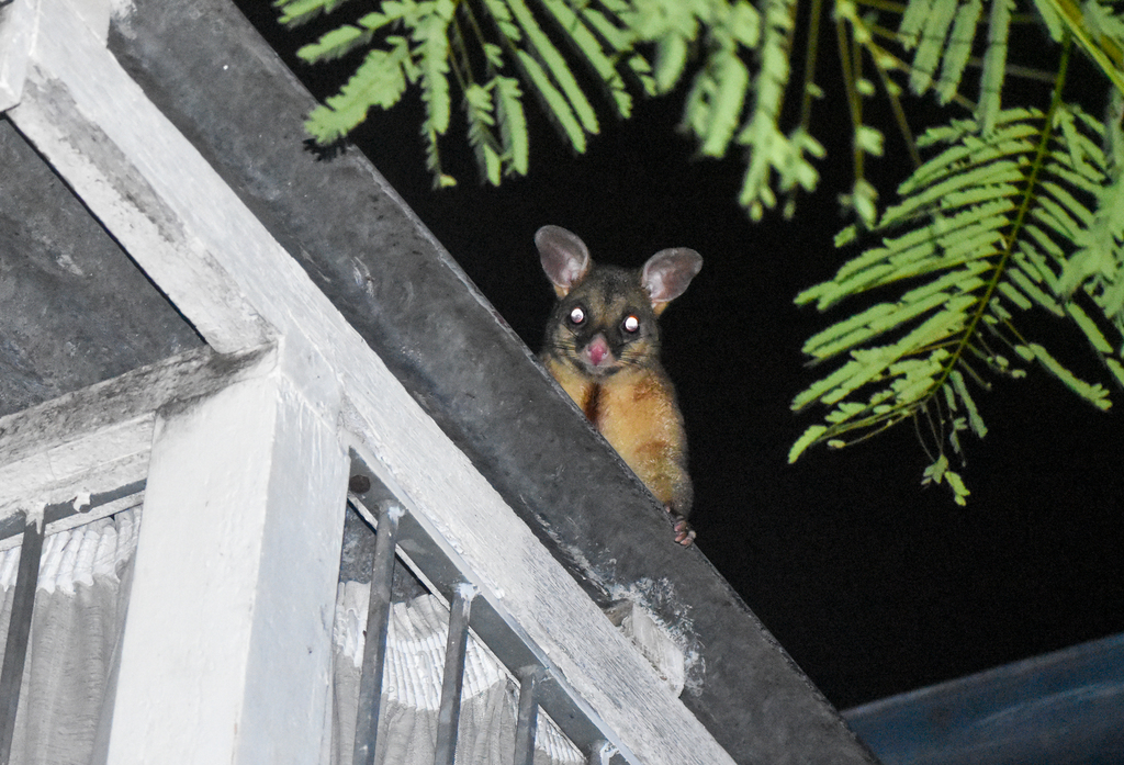 Common Brushtail Possum